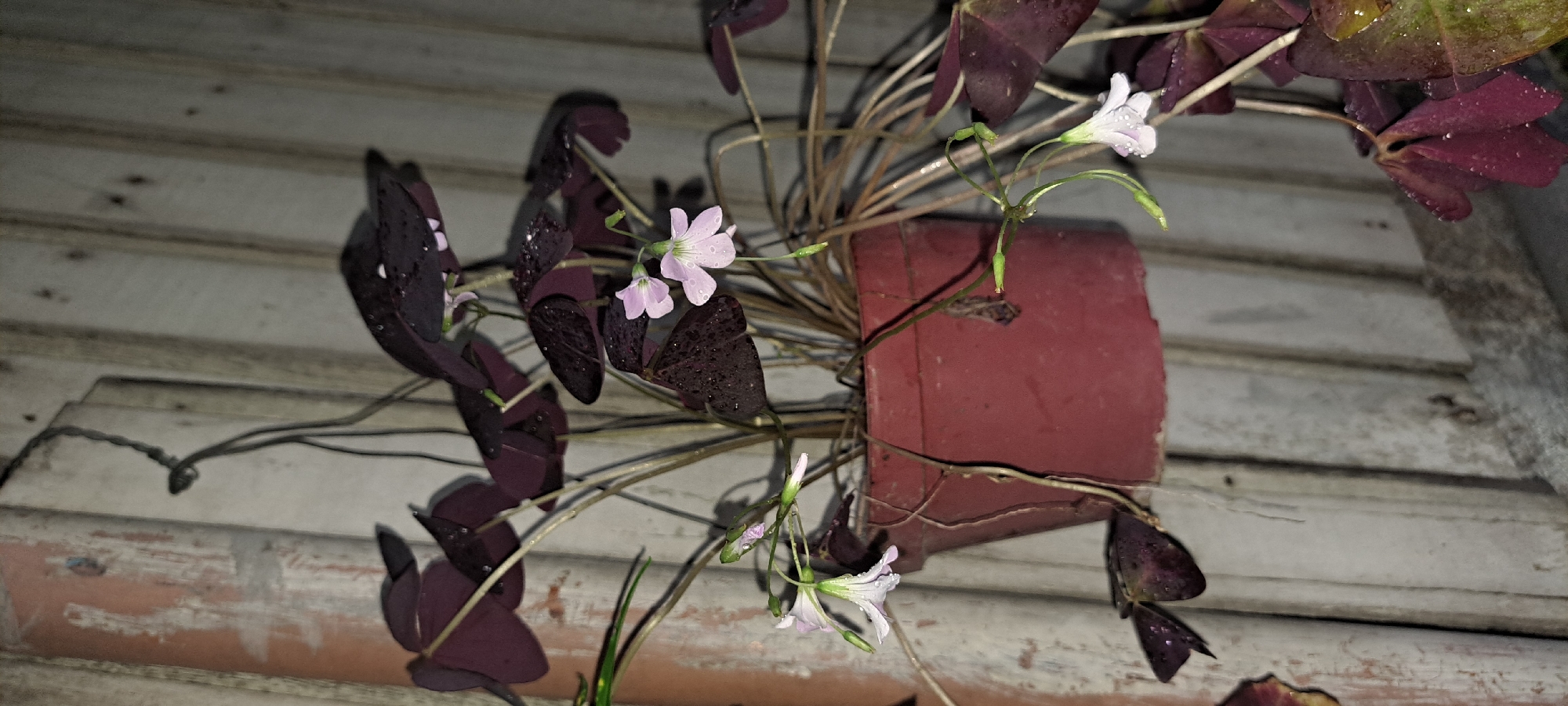 The image shows a close-up, vertical shot of a potted Oxalis triangularis plant with dark purple, heart-shaped leaves and small pink flowers, hanging against a weathered wooden fence. The leaves and flowers are dotted with water droplets, suggesting recent watering or dew. The plant is in a simple, dark red plastic pot, suspended by a thin wire. The background consists of vertical wooden planks with visible grain and some weathering, possibly from exposure to the elements. One plank on the left has a vertical reddish-brown stain or object. The lighting is dim, creating shadows and highlighting the texture of the leaves and wood. There are no people or animals visible in the image, and no discernible specific landmarks of Mandaluyong City are present. The scene depicts an ordinary household plant in an outdoor setting.