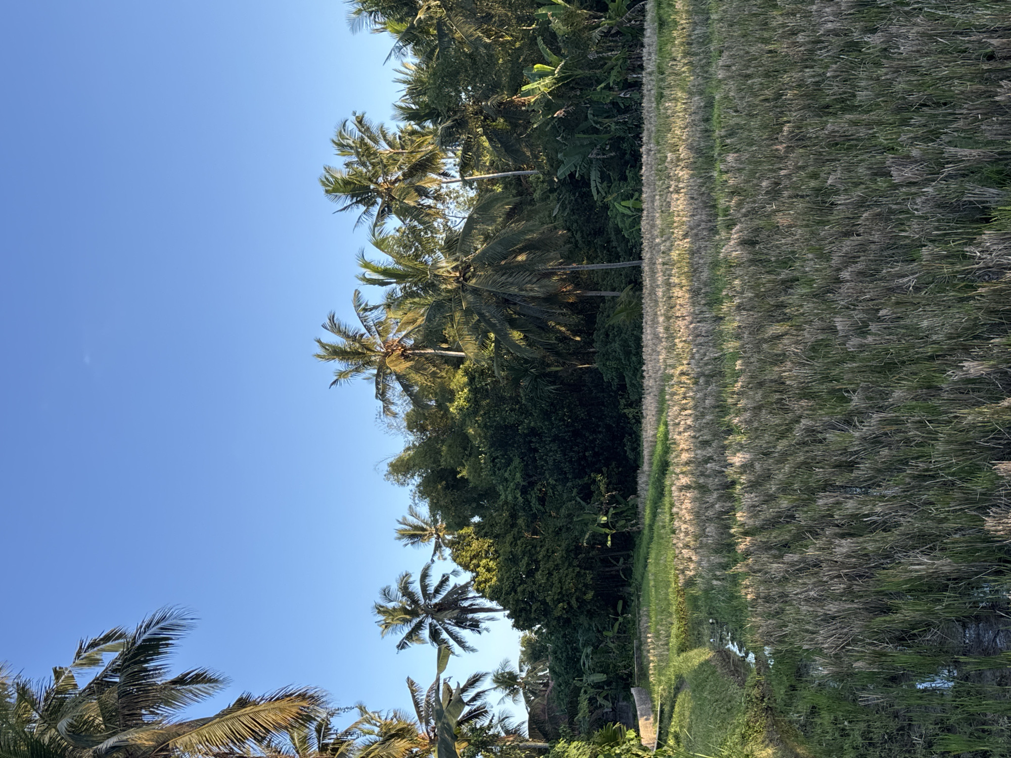 In the Ubud District of Indonesia, a lush tropical landscape is captured under a clear, bright blue sky. The foreground is dominated by a harvested rice paddy, with the dry stalks of the crop standing in dense rows. To the left of the paddy, a narrow irrigation channel snakes through the field, reflecting the sunlight and carrying a small amount of water. Beyond the paddy, a verdant wall of tropical foliage rises, thick with various shades of green. Tall palm trees, characteristic of the region, pierce through this greenery, their fronds rustling in the gentle breeze. Some of these palms are closer to the foreground, framing the scene on the left and top, while others are part of the dense jungle that forms the backdrop. The light suggests it is either early morning or late afternoon, with the sun casting long shadows and illuminating parts of the scene with a warm, golden hue. No people or animals are visible in the image.