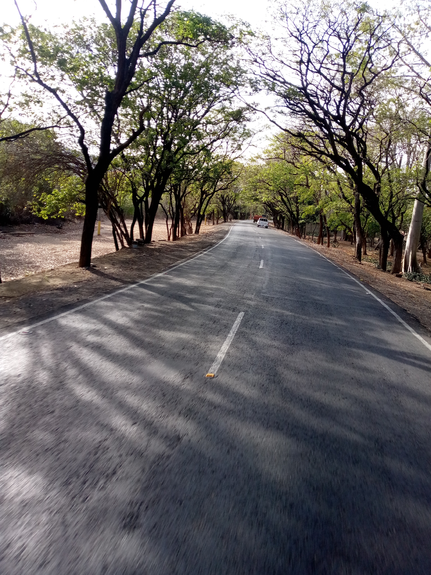 A long, straight asphalt road stretches into the distance, lined on both sides by tall trees. The road has a single white dividing line down the center and is predominantly gray in color, with patches of shadow cast by the trees. In the distance, a white vehicle is visible on the road. The trees form a canopy overhead, allowing dappled sunlight to filter through. The edges of the road are lined with vegetation and tree trunks. The location is possibly in a rural or forested area. The city of Juan Griego, Venezuela, is not apparent.