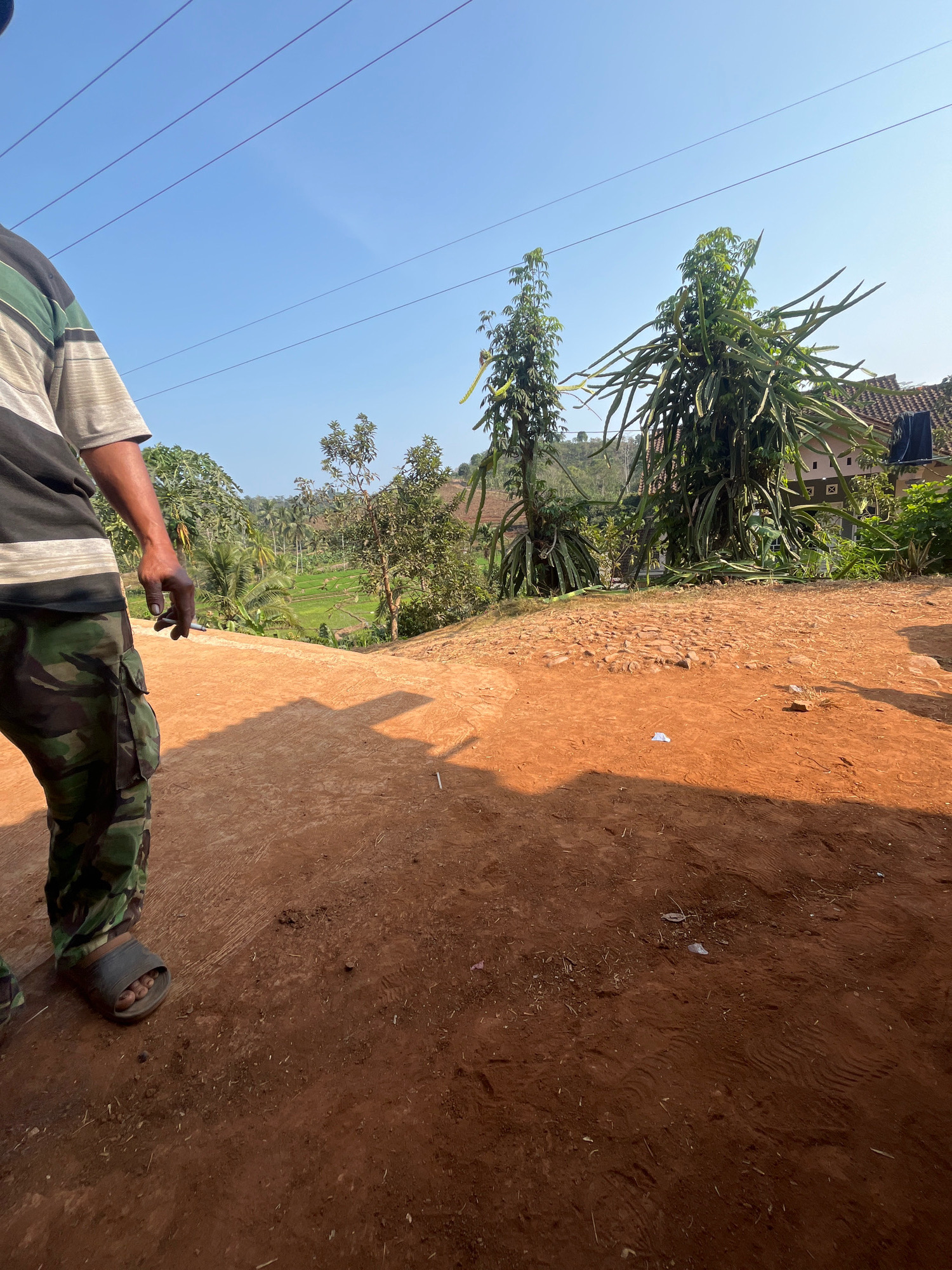The image depicts an outdoor scene in a rural area, likely in Sidomulyo, Indonesia, characterized by reddish-brown earth and lush green vegetation. A person, partially visible on the left side of the frame, is wearing a striped t-shirt and camouflage pants with an olive green base and black and brown digital patterns. They are also wearing dark-colored sandals. Their right hand is extended, holding what appears to be a cigarette.
In the background, a vibrant green rice paddy is visible, surrounded by various trees, including palm trees and other leafy foliage. A prominent dragon fruit cactus stands out with its numerous thorny stems. Several houses with tiled roofs are scattered in the distance. Overhead, power lines stretch across the clear blue sky. The ground in the foreground is uneven and covered in dirt, with some scattered debris. A shadow of the person is cast on the ground, indicating a sunny day. The overall impression is that of a tranquil, agricultural landscape.