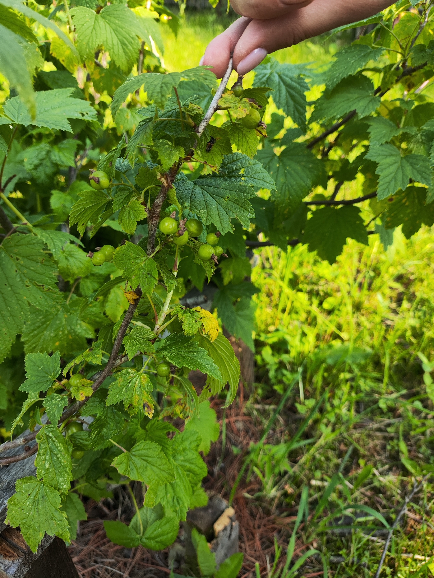 A close-up, eye-level shot focuses on a branch of green currant berries and leaves. A person's hand with neatly manicured fingernails is visible at the top, gently touching a leaf. The berries are small and unripe, clustered on the branch alongside lush green foliage. In the background, blurred green grass and sunlight suggest an outdoor environment, possibly a garden or park, with no specific landmarks in Vodorazdel, Russia, identifiable.