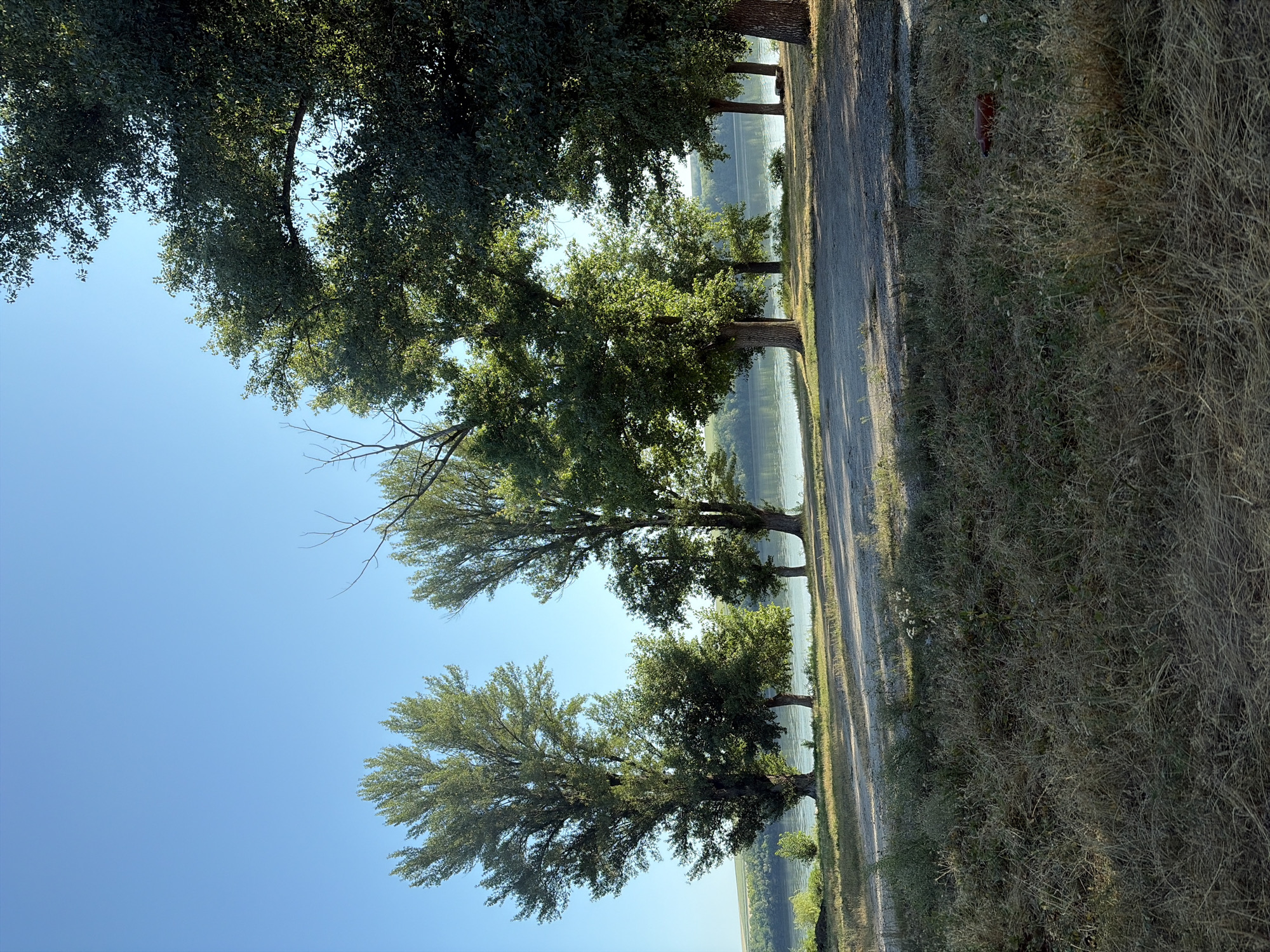 The image depicts a natural landscape scene near the city of Oxentea, Moldova, featuring a wide river bathed in clear, bright sunlight. The foreground is dominated by dry, matted grass, with scattered patches of green weeds and a small cluster of white flowers. A red object, possibly a bottle or brick, lies on the ground in the lower right quadrant. Beyond the grassy area, a dirt path or road is visible, casting long shadows from the trees. A line of tall, leafy trees stands along the riverbank, with their branches extending towards the clear blue sky. The river, calm and reflecting the light, forms the middle ground, with a gentle slope leading down to its edge. In the distance, the opposite bank of the river is lined with more trees and a faint indication of rolling hills or fields under a hazy sky. The overall impression is one of a tranquil, sun-drenched riparian environment.