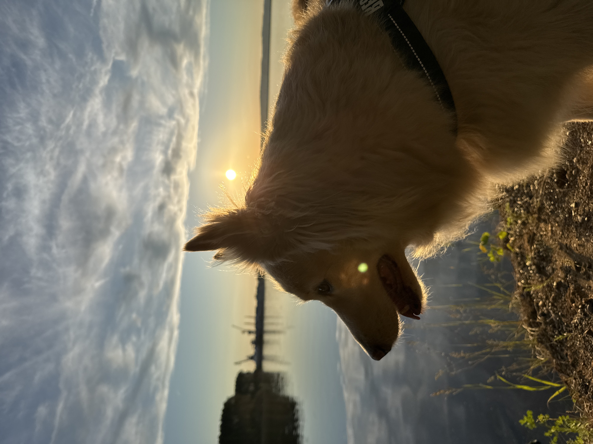 The image captures a light-colored, fluffy-haired dog, possibly a Golden Retriever, from an overhead perspective. The dog's head and shoulders dominate the right side of the frame, facing downwards and slightly to the right. Its fur is intensely backlit by a low sun, creating a radiant halo effect around its outline. A distinct green lens flare is visible over one of the dog's eyes. It wears a dark collar with the text "PRO" visible.
The scene depicts a serene outdoor setting, likely near a large body of water such as a lake or river, consistent with the location context of Chaikovsky, Russia, which is situated on the Kama River. The water, calm and reflective, stretches across the midground and left side of the image, mirroring the soft blue and light grey hues of the sky and distant silhouettes of structures on the far bank. The sky above is partially covered with delicate, wispy clouds, illuminated by the bright, circular sun positioned in the upper left background. The foreground, at the bottom right, consists of dry, earthy ground with sparse patches of green vegetation.
The strong golden light indicates either sunrise or sunset, bathing the entire scene in a warm, ethereal glow. The dog appears to be observing something below it, possibly the water or the ground directly in front. The overall atmosphere is peaceful and natural.