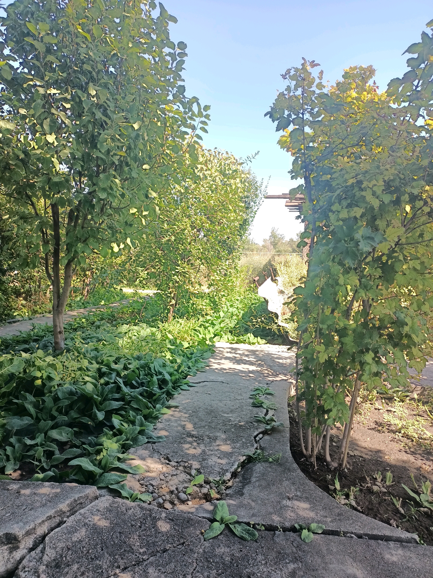 A concrete pathway curves through a lush, overgrown garden, flanked by trees and dense green foliage. The pathway is cracked and uneven in places, with small plants growing through the fissures. Sunlight dapples through the leaves, casting shadows on the ground. The scene appears to be a secluded outdoor space, possibly a backyard or park area. There are no people visible in the image. The sky is a clear blue.