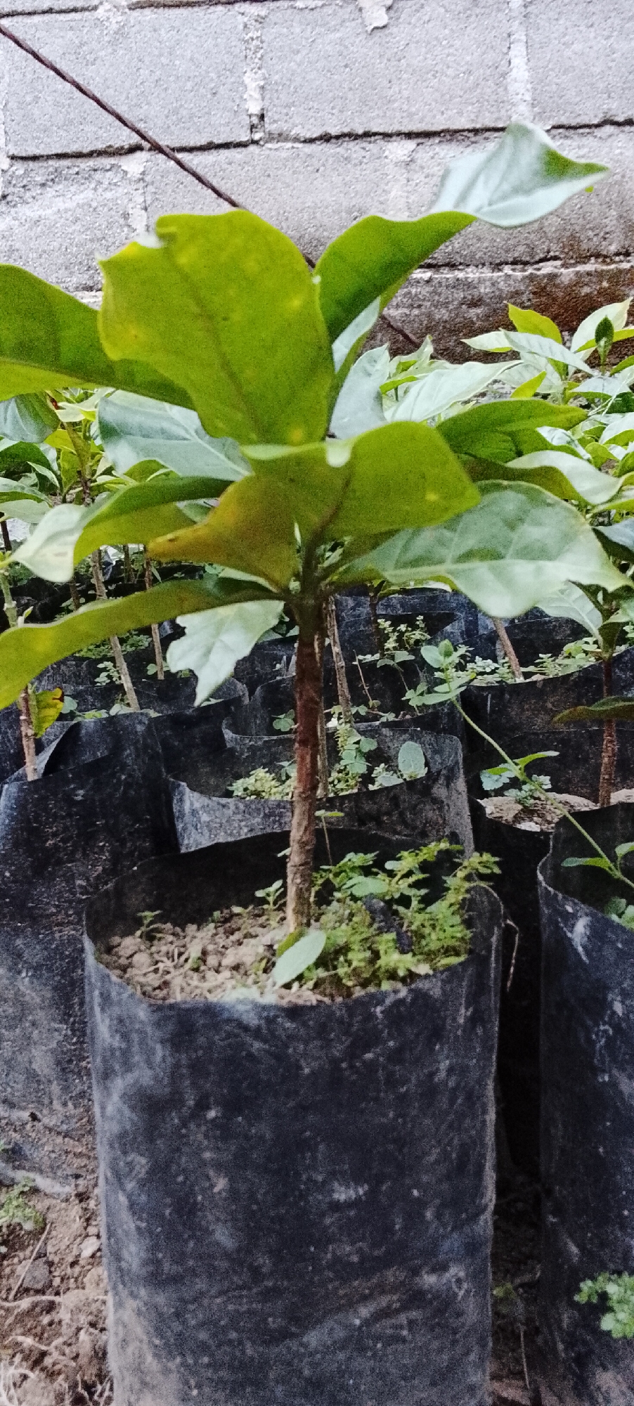 A close-up shot shows several potted young plants with green leaves, set against a grey brick wall. The plants are in individual black plastic bags filled with soil, and some small green weeds are growing around them. The overall scene suggests an outdoor nursery or garden setting. The location in Padang Dalom, Indonesia, is not visually evident from the image itself.