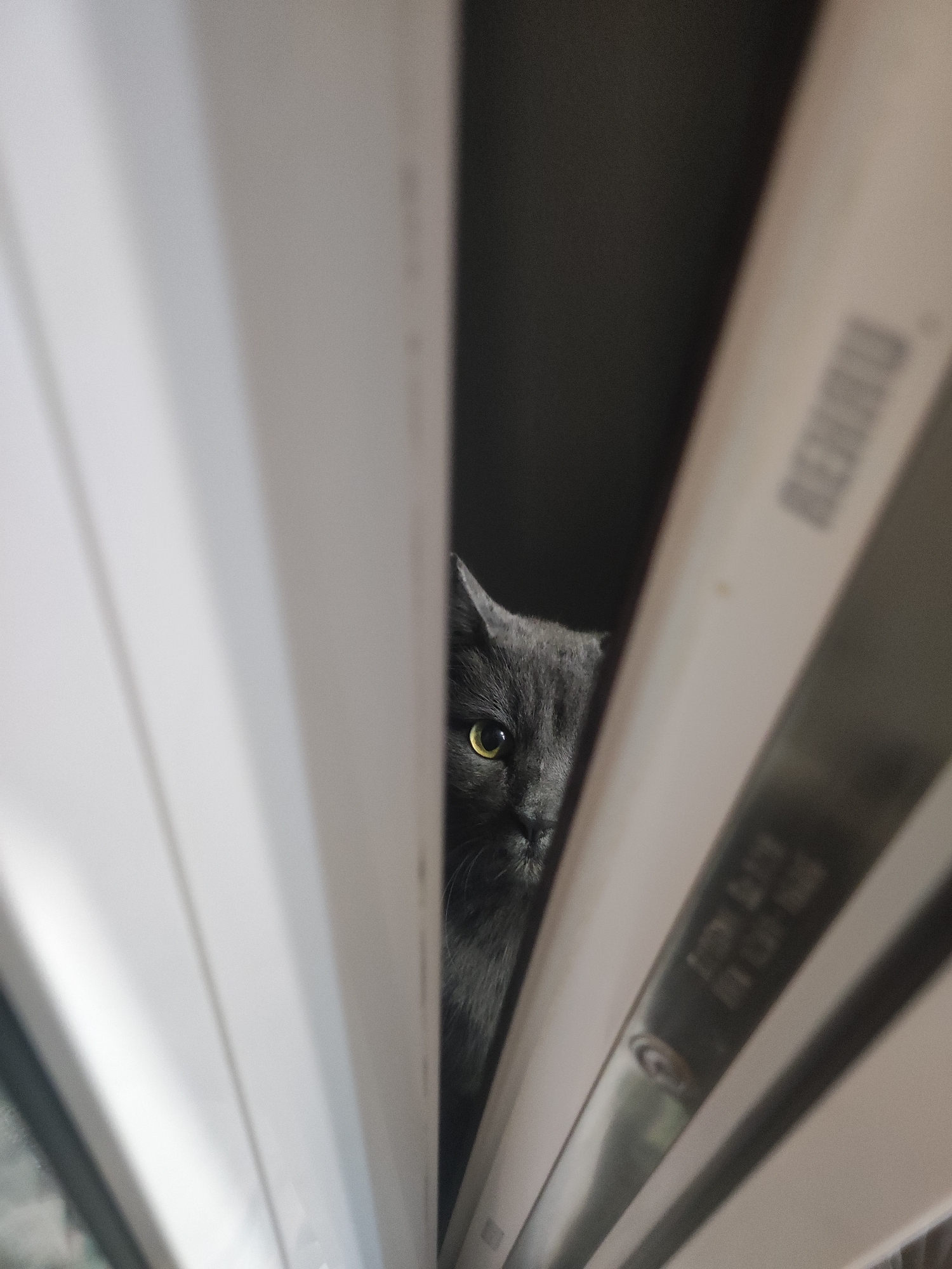 A grey cat with yellow eyes is peering through the narrow gap of white window blinds. The background behind the cat is dark. The location is unspecified, and there is no mention of Votkinsk, Russia in the image.