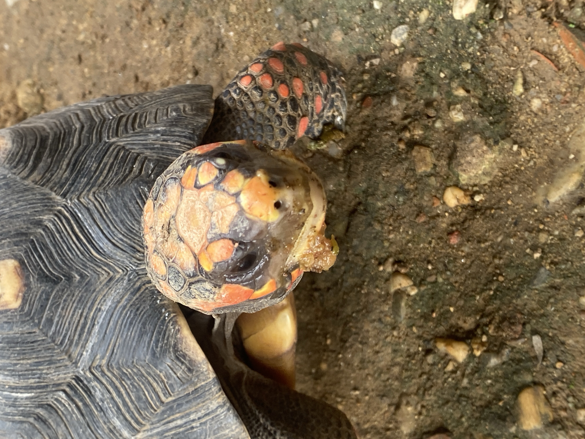 The image depicts two Red-Footed Tortoises on a dirt surface, possibly in an outdoor enclosure. The location is in Tinaquillo, Venezuela.
One tortoise is closer to the camera and its head is turned slightly, revealing orange and black markings on its skin. There appears to be food or debris on its face. The other tortoise is positioned slightly behind and to the right, with its head also visible, showing similar orange and black markings. The shells of both tortoises are dark and patterned.
The dirt surface contains small rocks and debris, indicating a natural or semi-natural environment.