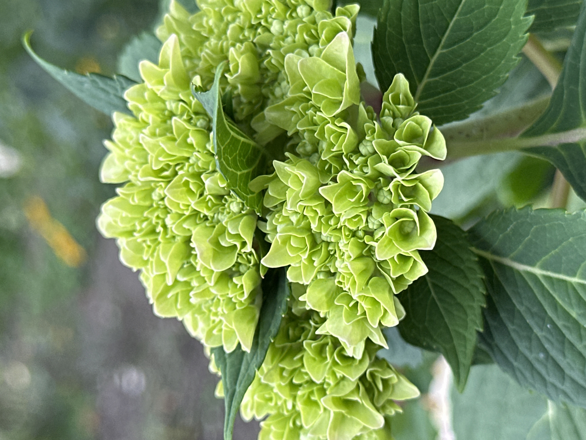 The image shows a close-up of a cluster of bright green hydrangea flowers and leaves. The flowers are tightly packed and have a delicate, ruffled appearance. Several large, serrated green leaves are visible, some partially obscuring the blooms. The background is blurred, with soft green and grey tones, suggesting an outdoor setting, possibly a garden. There are no people, animals, or man-made structures visible in the frame. The scene is focused on the botanical details of the plant. The location in Yessentuki, Russia, is not discernible from the visual information presented in the image.