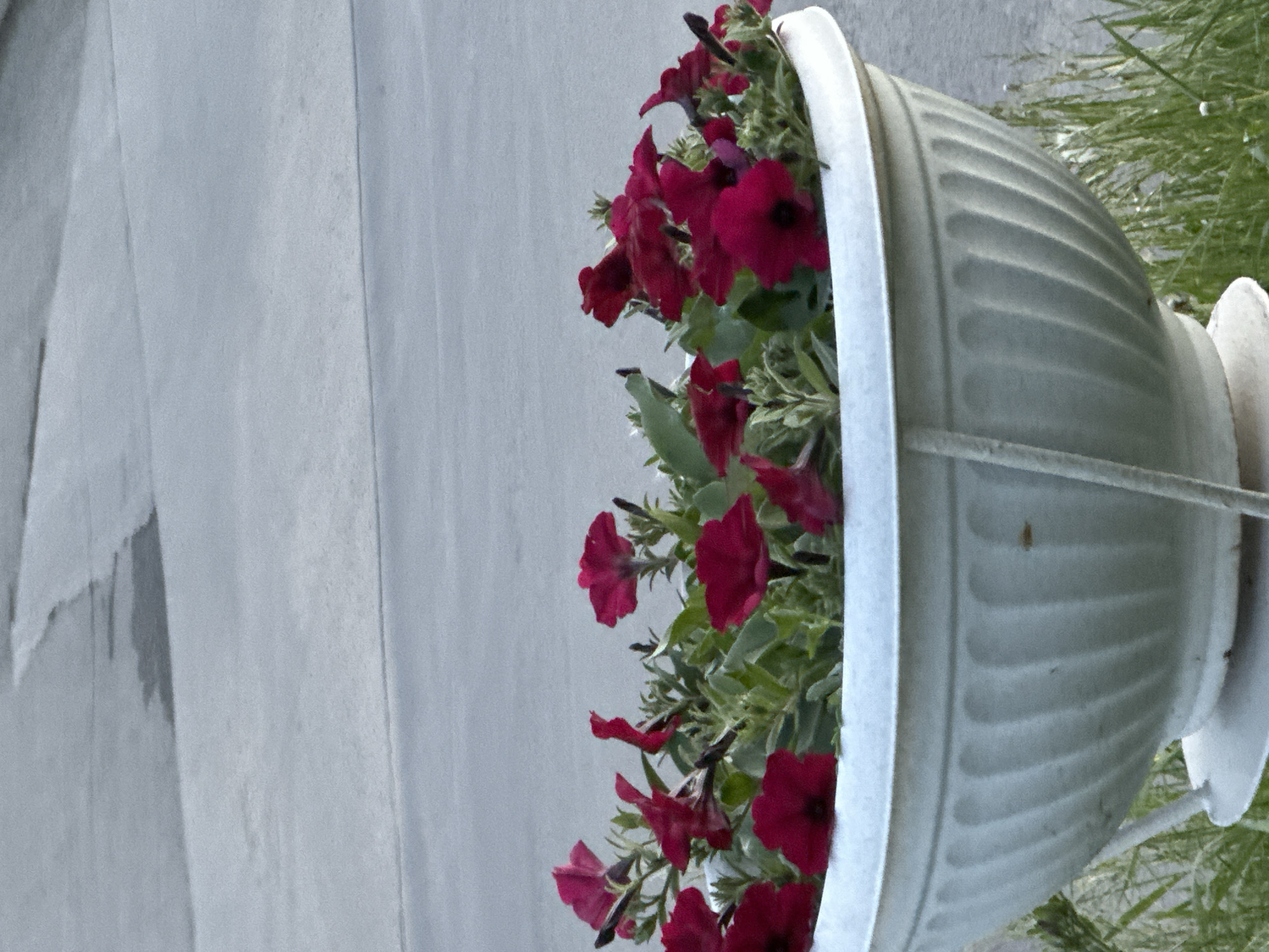 A gray, fluted flowerpot filled with red petunias sits on a concrete surface next to green grass. The pot is angled slightly toward the right side of the frame, and the petunias are overflowing the container. The concrete surface has linear patterns and occupies the left portion of the image.