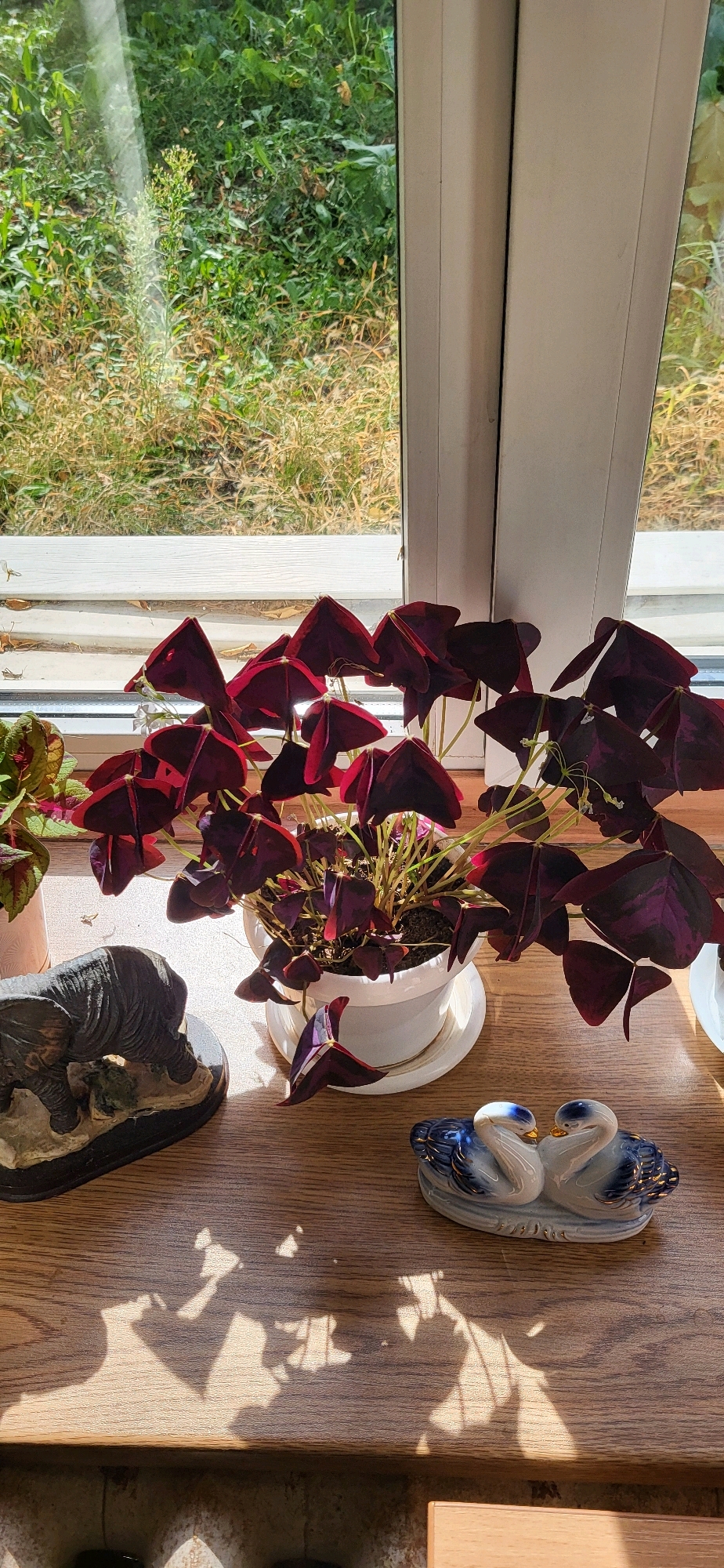 A pot of dark red, heart-shaped leafed plants sits on a wooden windowsill, which overlooks a sun-drenched, overgrown outdoor area. To the left of the plant pot, on the same windowsill, is a dark gray, miniature elephant statue. To the right of the plant pot, also on the windowsill, is a porcelain figurine of two white swans with blue and gold accents, nestled together. The window is divided by a white frame. The room itself is not visible, only the windowsill and the scene outside.