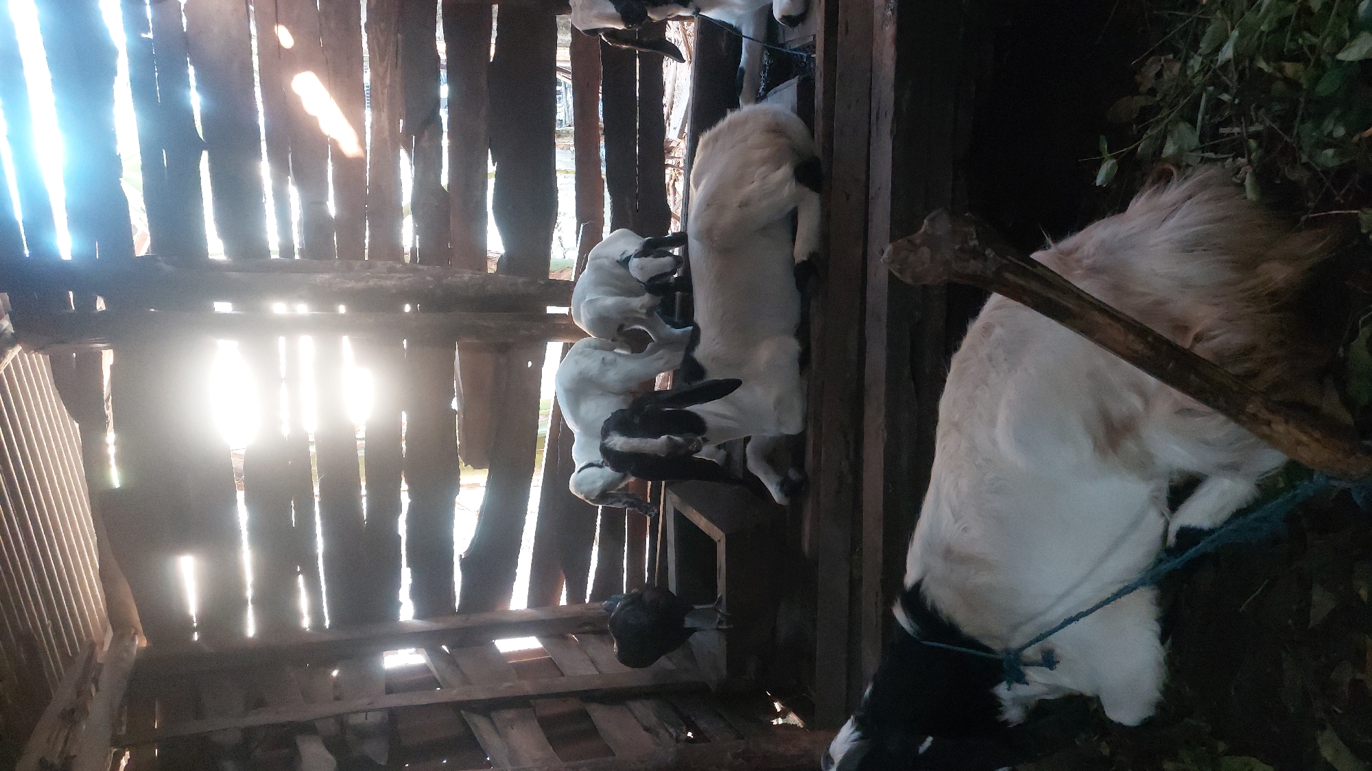 The image depicts a rustic, partially enclosed wooden structure, likely a barn or shelter, filled with goats. Sunlight streams through gaps in the wooden walls and roof, creating bright rays and dappled light. In the foreground, a black and white goat is lying down. Further back, another black and white goat is also resting, with a blue rope around its neck. In the middle ground, a goat with a black head and white body is sitting. Behind it, several white goats are standing or moving. To the left, a black chicken stands near a wooden trough. The environment is dark and appears to be an agricultural setting, possibly a farm in Jatirogo, Indonesia, given the context. The goats seem to be in various states of rest and activity within the confines of the shelter.