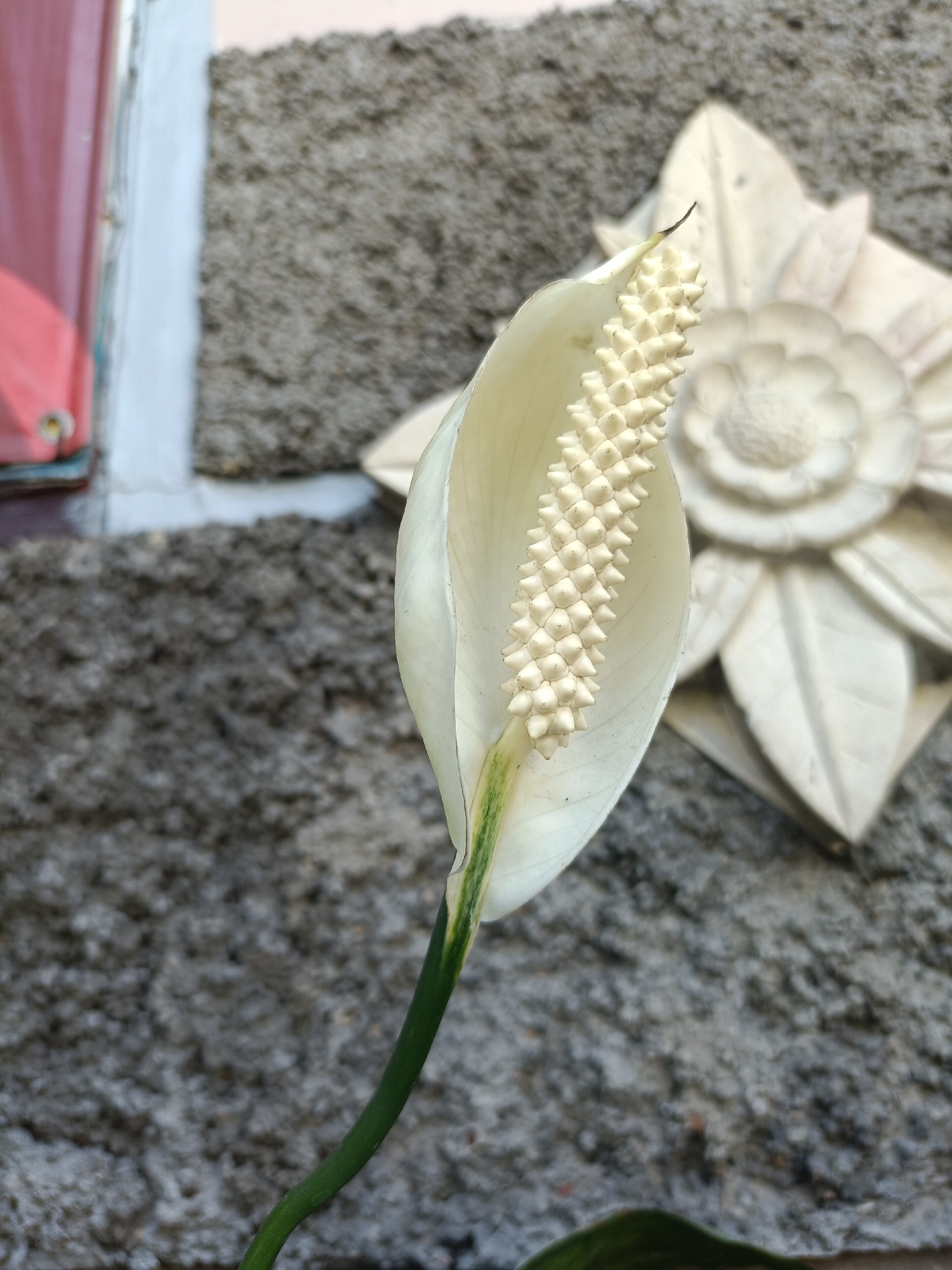 An extreme close-up shot focuses on a white spathe flower and its spadix, positioned diagonally against a rough, gray concrete wall. The flower's spathe, a modified leaf, is a creamy white with a subtle green tinge near its base, elegantly curving around the dense, spiky spadix which is composed of numerous small, light-colored florets. The stem of the flower is a vibrant green, curving upwards from the bottom left of the frame. In the background, slightly out of focus, is a decorative element resembling a light-colored, carved flower or emblem attached to the wall. To the far left, a blurred section of a red tarp or material is visible, suggesting an outdoor or semi-outdoor setting. The lighting appears natural, casting soft shadows that highlight the textures of the flower and the wall. The scene is likely located in Kediri City, Indonesia, given the typical outdoor environments and decorative elements found in the region.