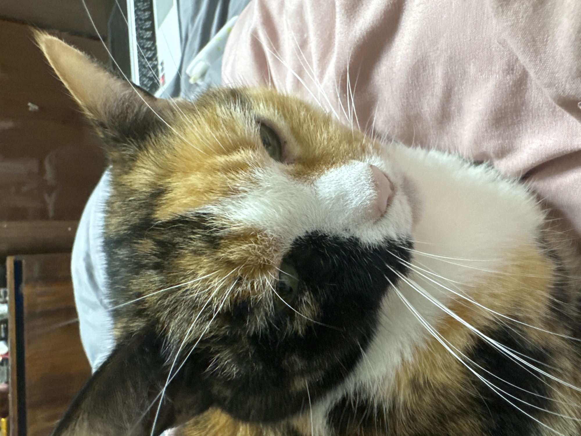 Close-up of a calico cat's face with white whiskers, pink nose, and green eyes. The cat is lying on a pink shirt, possibly indoors. The location is Unknown, Unknown.