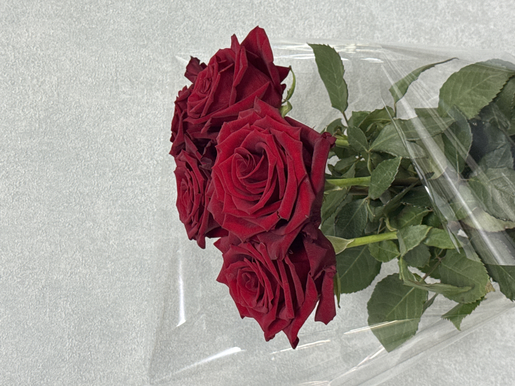 A bouquet of red roses is displayed, wrapped in clear plastic. The flowers are deep red with velvety petals, and their stems and green leaves are visible below. The background is a textured, light-colored wall. The image does not provide any information about the city of Sosnoviy Bor, Russia, or any people or actions.