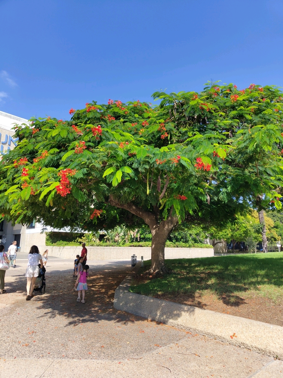 A wide shot captures a vibrant green tree with red blossoms in full bloom, casting dappled shade on a pathway. The tree is situated in a park-like setting with a bright blue sky overhead. To the left, a modern building with a white facade and blue lettering is partially visible. Several people are scattered across the scene. In the foreground, a woman with blonde hair pushes a stroller, followed by a child in a pink top and a colorful skirt. Behind them, a man in a red shirt stands near a group of children. Further back, more people are walking, suggesting a leisurely day outdoors. The ground is paved with grey concrete and scattered with fallen orange petals from the tree. A grassy area with a concrete curb borders the pathway on the right. The overall impression is one of a sunny day in an urban park.