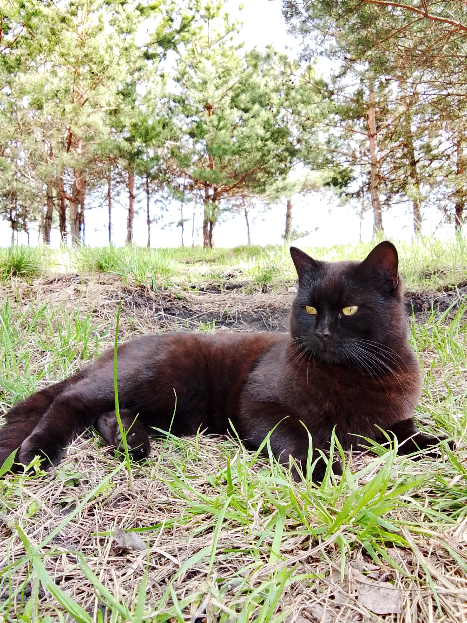 This is a vibrant outdoor photograph taken in Khlevnoye, Russia, featuring a sleek black cat as the main subject. The cat, with its striking bright yellow eyes and prominent white whiskers, is lying gracefully on a grassy bank or slope in the foreground. Its dark fur shows subtle hints of brown where the sunlight catches it. The cat is positioned in a relaxed, prone posture but appears alert, looking intently towards the right side of the frame with a focused expression.
The ground around the cat consists of a mix of dry, light-brown grass and patches of fresh, vivid green grass, interspersed with some visible soil. In the midground and background, a row of coniferous trees, likely pine trees with their distinctive green needles and brown trunks, stands against a bright, possibly slightly hazy sky. The lighting suggests it is a clear day, likely midday or afternoon, with ample natural light illuminating the scene. No human subjects or man-made objects are visible, and there is no discernible text. The image captures a moment of a domestic animal calmly observing its natural surroundings.