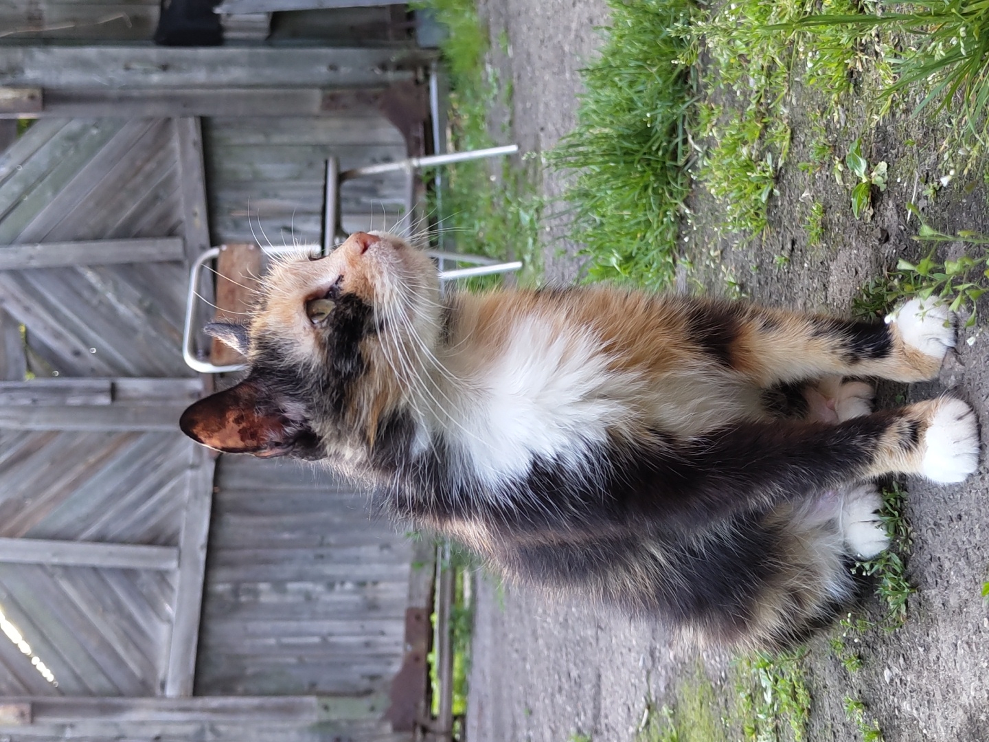A calico cat sits on gray asphalt next to a patch of green grass. The cat is looking up and to the right, away from the viewer. The cat has white paws and a white chest, with patches of black, orange, and brown fur. Behind the cat is a weathered wooden fence and a white metal chair with a brown wooden seat. The location is Unknown, Unknown.