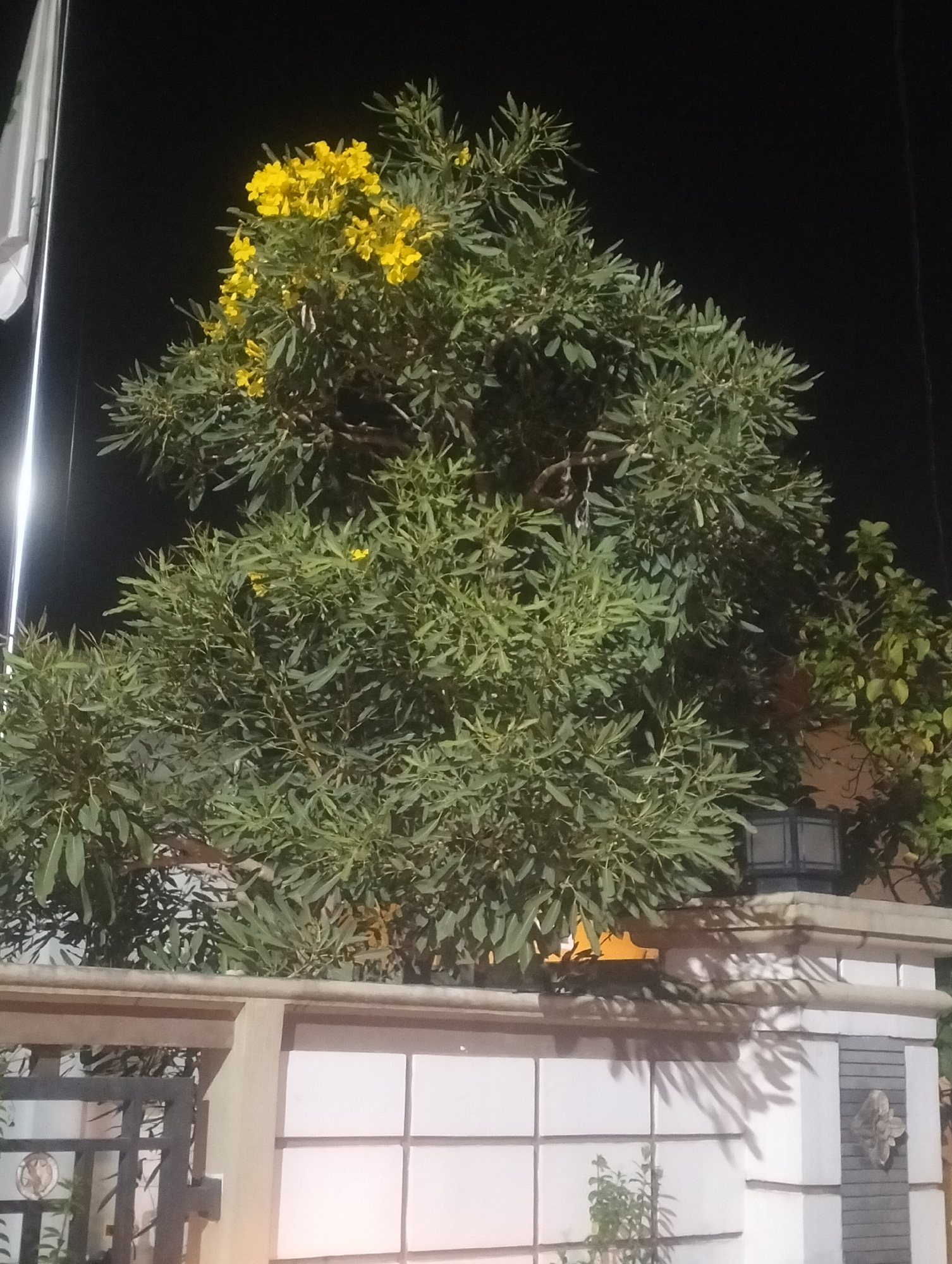 A medium shot captures a dense, leafy tree with bright yellow flowers blooming at its apex, set against a dark night sky. The tree is positioned behind a white tiled wall topped with a decorative stone molding. To the left, a portion of a white flag is visible, attached to a pole. In the foreground, a black metal gate is partially obscured by the foliage. The scene appears to be located in a residential or public area in Air Jamban, Indonesia, given the context of the image.