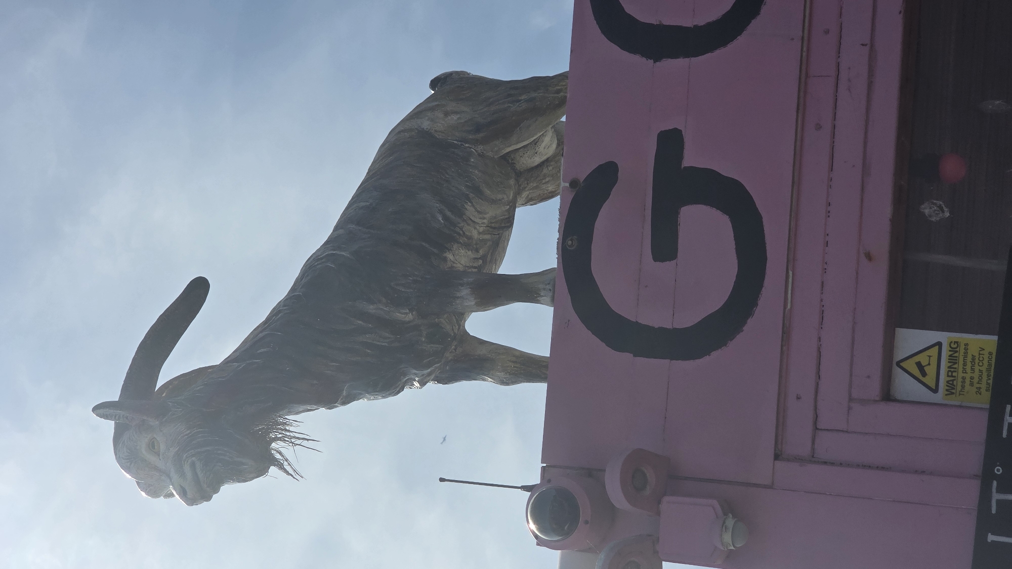 A large, dark-colored statue of a goat stands atop a pink structure against a bright sky with scattered clouds. The goat statue is detailed, showing its horns, beard, and textured body. The pink structure below has large black lettering, partially visible, reading "GO". There are also security cameras and antennae attached to the pink structure. A yellow warning sign with an image of a security camera and text stating "WARNING These premises are under 24 hour CCTV surveillance" is visible on the lower part of the pink structure. The image appears to be taken from a low angle looking upwards. The overall scene suggests an outdoor location, possibly an establishment with a whimsical or attention-grabbing mascot, likely in St Leonards, United Kingdom.