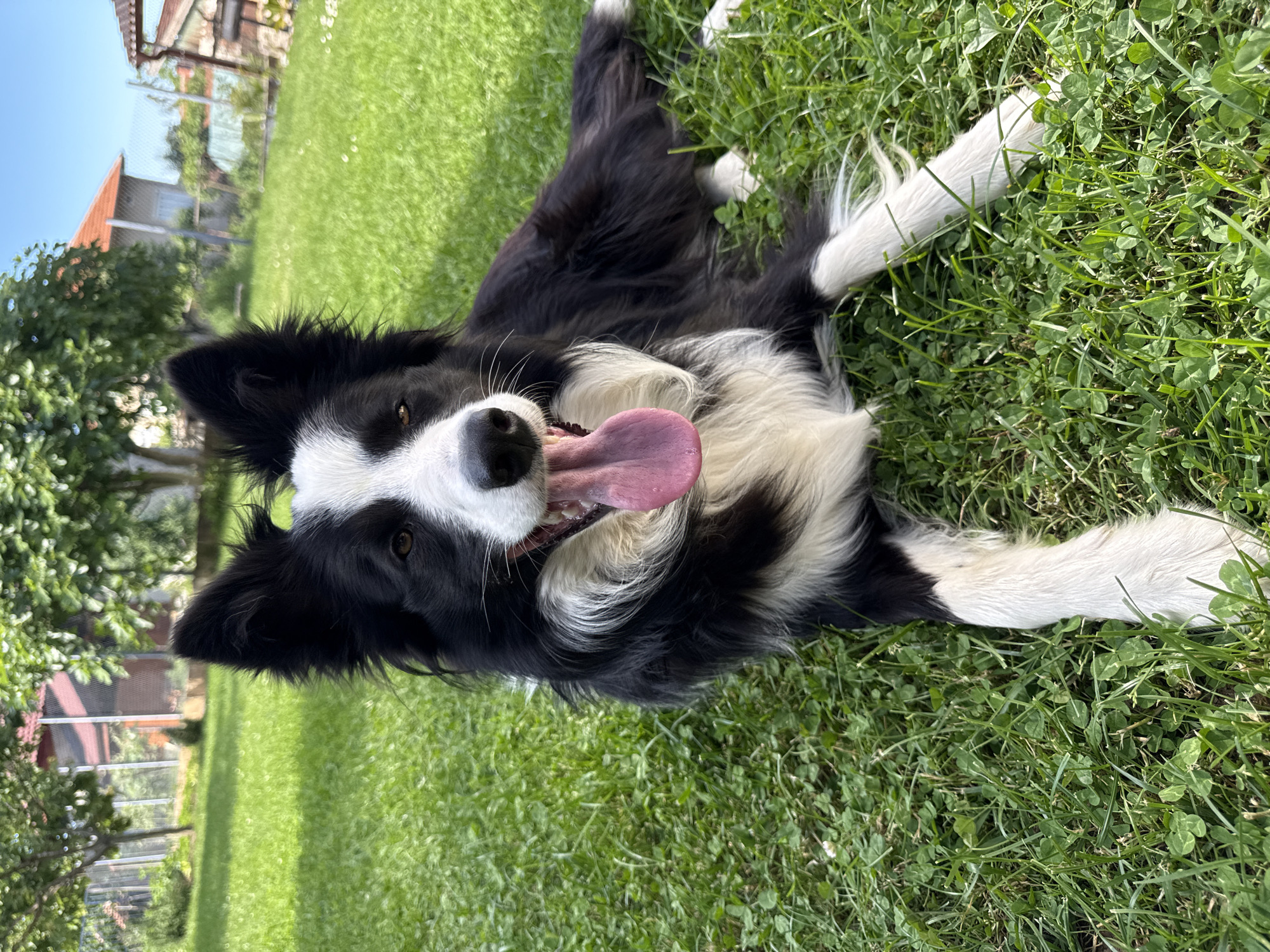 A medium shot, from an elevated position, depicts a black and white Border Collie dog lying on its back in a grassy lawn, panting with its tongue out. The dog is predominantly black with white markings on its face, chest, and legs. The grass is lush and green, and the dog appears relaxed. In the blurred background, hints of a building with a red roof and a fence structure are visible, indicating an outdoor, potentially residential setting. The location is identified as Berkovitsa, Bulgaria.