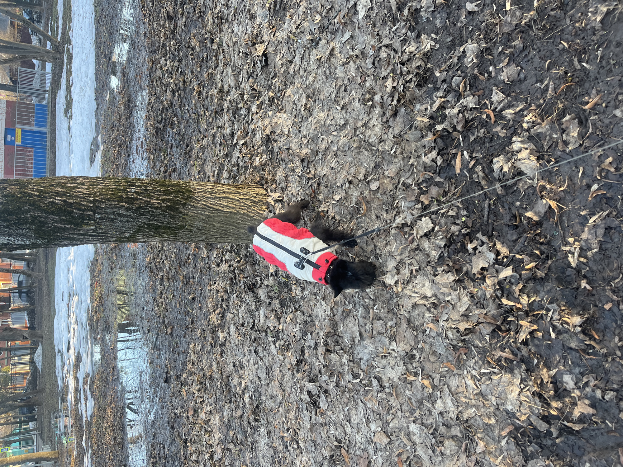 The image shows a black dog wearing a red and white jacket standing on a ground covered in fallen leaves near a tree. A leash is attached to the dog. In the background, there are patches of snow and puddles reflecting buildings. The location is Podolsk, Russia.