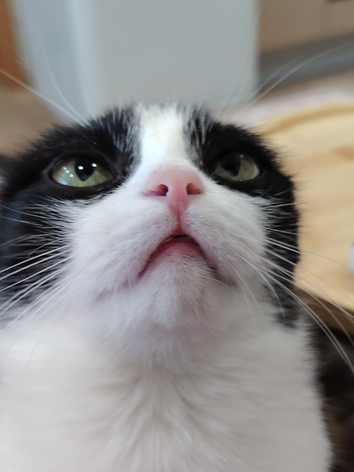 A close-up, low-angle shot of a black and white cat. The cat's face dominates the frame, with a pink nose, green eyes, and white whiskers. The background is blurred and out of focus, consisting of a white wall and a beige surface. The cat is looking slightly upwards. The location is Unknown, Unknown.