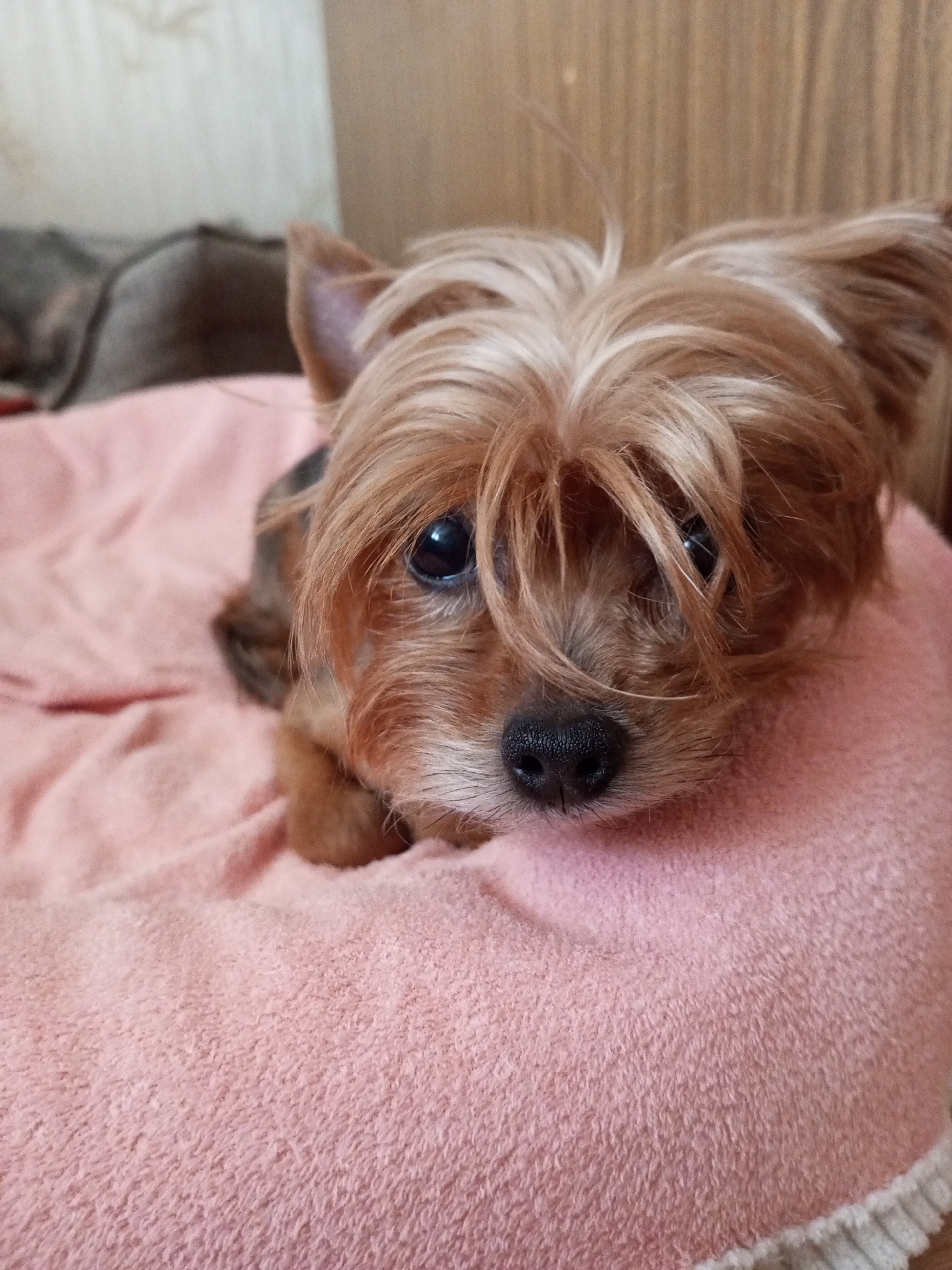 The image shows a close-up of a small Yorkshire Terrier dog lying on a pink, plush surface. The dog is facing forward, with its fur covering most of its face and obscuring its eyes. Its nose is visible and appears wet. The background is softly blurred, showing a wooden surface above and a grayish, indistinct object to the left. The overall impression is of a cozy, indoor setting. There are no discernible landmarks or features that would allow for the identification of a specific location within Staroshcherbinovskaya, Russia, or any other city. The image is a portrait of a pet.