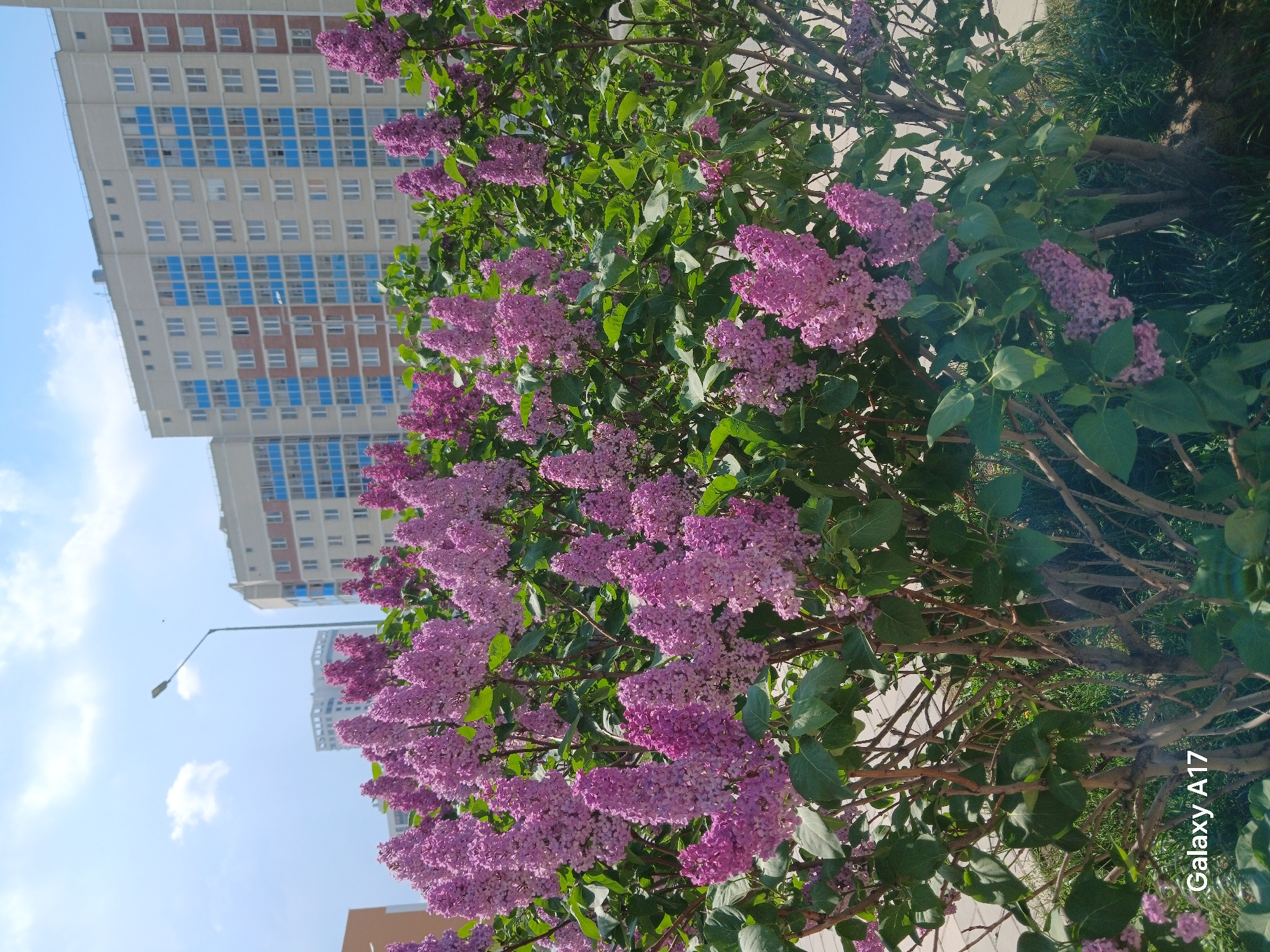 The image shows a flowering lilac bush in front of an apartment building. The building has a light-colored facade with blue and brown accents. The sky is blue with some clouds visible. A streetlight can be seen in the background. The picture appears to be taken on the street, with the camera angled upwards towards the bush and building.
I am unable to determine the exact location in Yekaterinburg without further details, but the presence of the apartment building and flowering lilac suggests it is likely within a residential or urban area of the city.