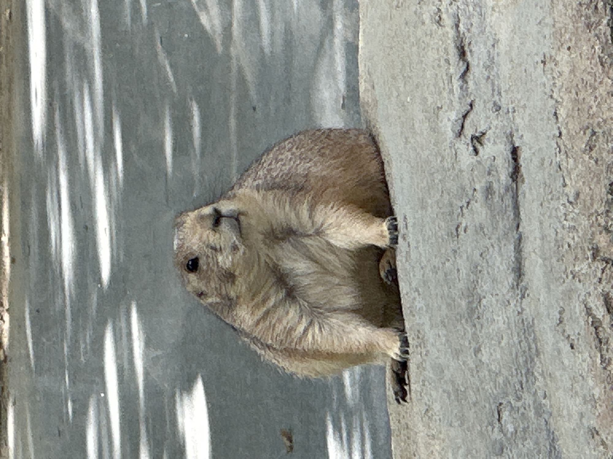 A prairie dog sits on a rock in front of a gray, textured background. The prairie dog is facing to its right with its head slightly tilted up. It has dark eyes, a small nose, and light brown fur with darker brown stripes. Its paws are resting on the rock in front of it. The background appears to be a wall or pavement with dappled sunlight creating light and dark stripes. There is a small brown leaf in the background to the left of the prairie dog. The overall environment suggests an outdoor setting, possibly a zoo or park. The image does not provide any information or visual cues that would suggest a specific location in Barcelona, Spain.