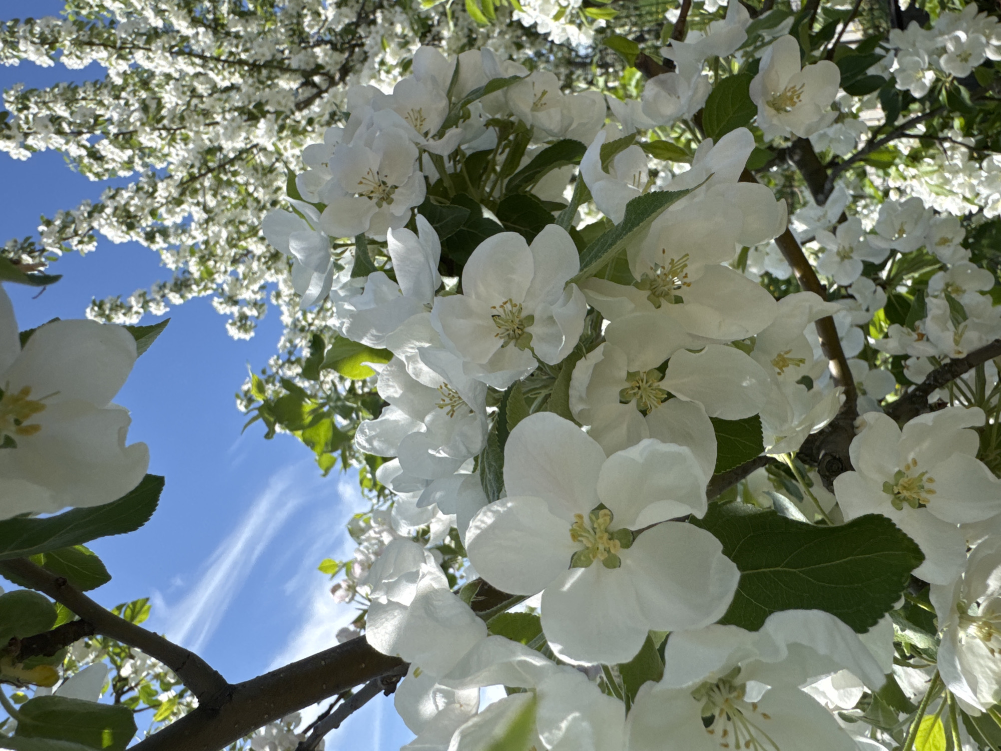 The image features a close-up, upward view into a tree with abundant white blossoms against a bright blue sky. Branches are visible. The blossoms appear to be apple or similar fruit tree flowers. The sky is clear except for some wispy cirrus clouds. The presence of a tree blooming like this in a bright sunny day suggests a park or garden setting, but the exact location in Noviy, Russia is not definitively discernible from the given image alone.