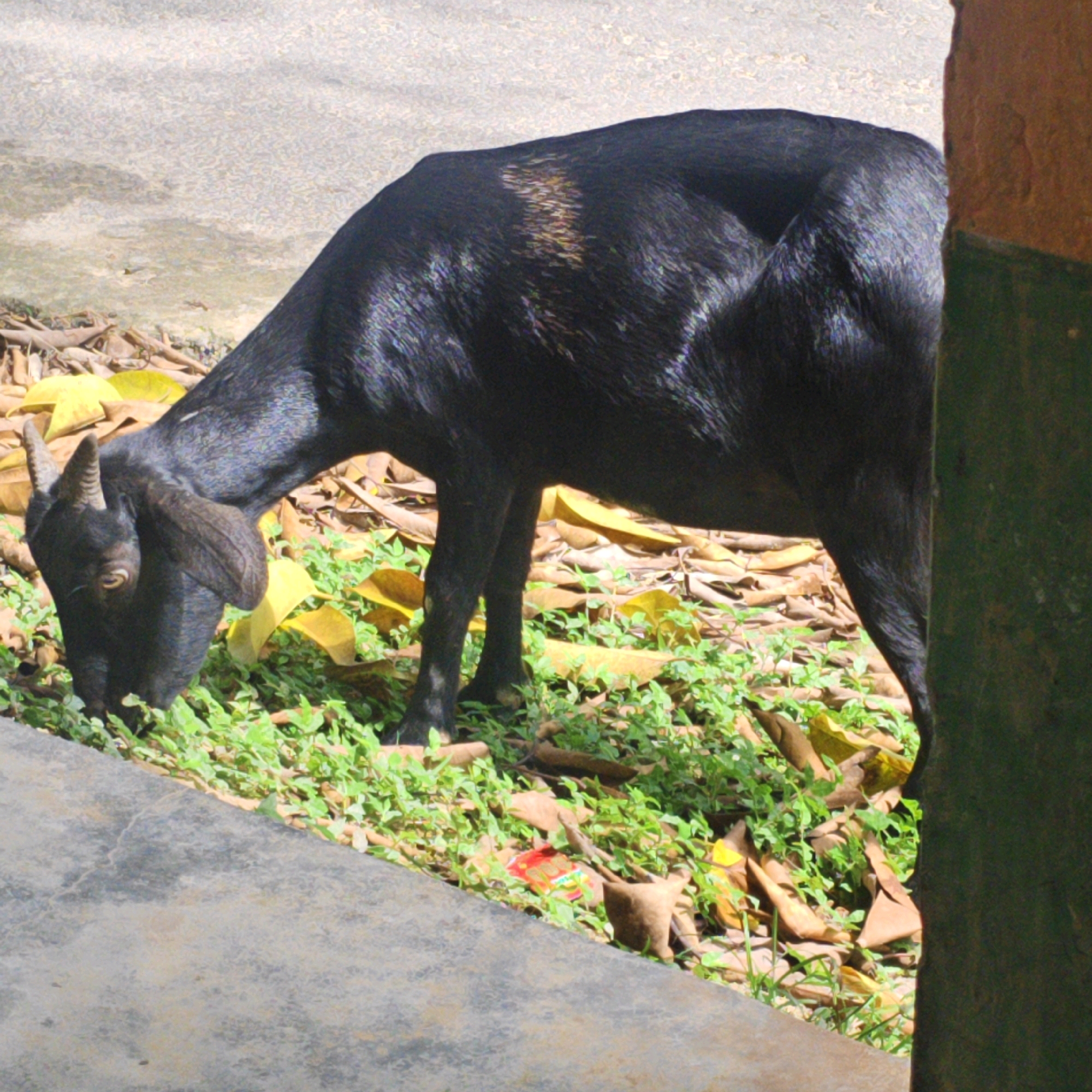 A black goat with short horns and long ears is grazing on grass and fallen leaves. The goat is positioned on the right side of the frame, with its head lowered to the ground. Its body is mostly black, with a slight reddish-brown patch on its back. The ground beneath the goat is covered with green grass, brown fallen leaves, and a small colorful packet, possibly candy wrapper. To the left of the goat, there is a concrete surface. To the right, a textured wall, likely made of stone or brick, partially obscures the goat. The scene appears to be outdoors, possibly in a park or an alleyway in Hrishyamukh, India. The lighting suggests it is daytime, with shadows cast on the ground.