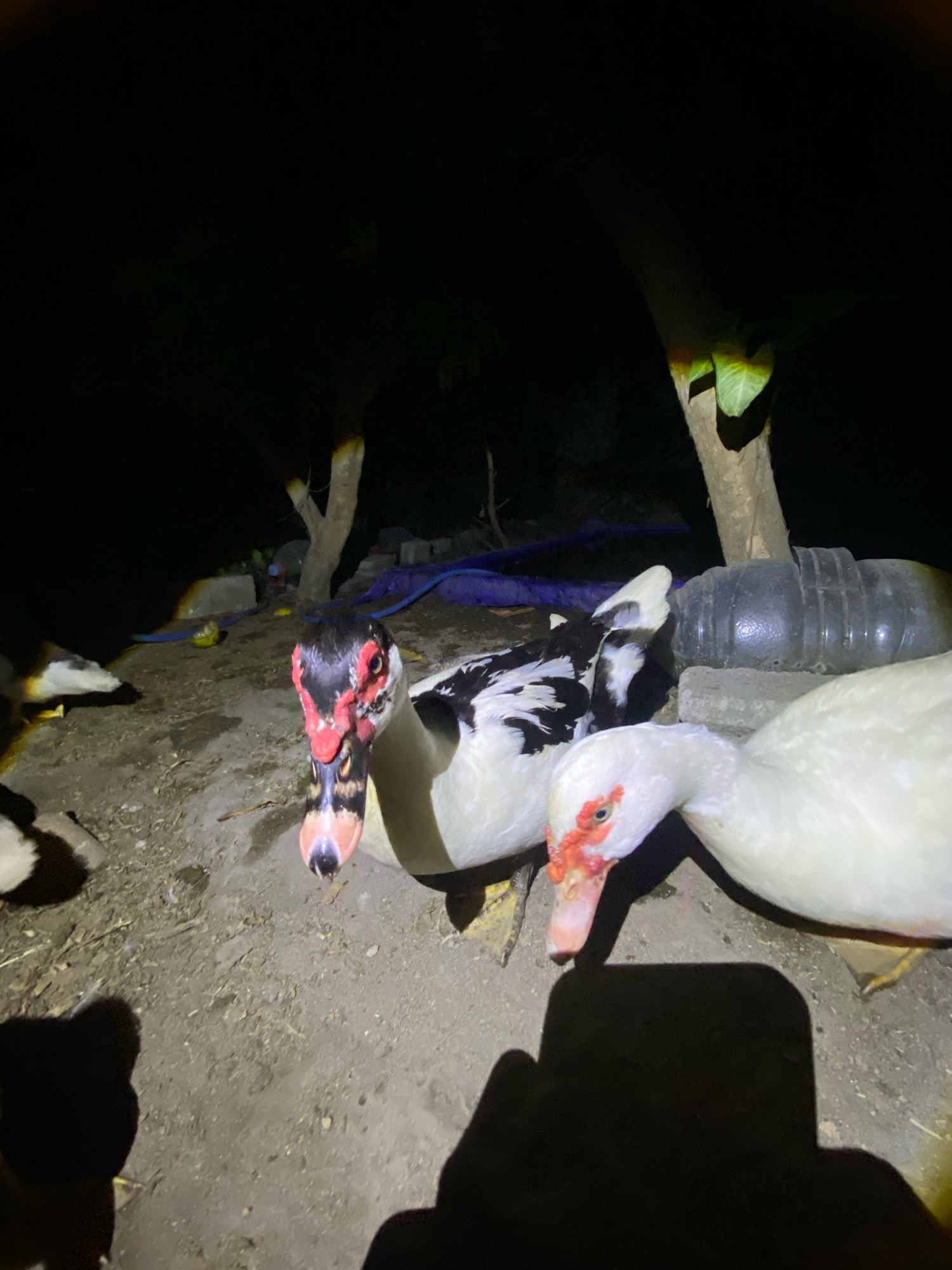 Two ducks are standing on the ground at night, illuminated by a spotlight. One duck is predominantly white with a red face and bill. The other duck has black and white plumage, a red face, and a bill with black and pink markings. The environment appears to be outdoors, with dirt ground and some vegetation in the background, possibly in Plosoklaten, Indonesia, as suggested. There are also some dark shadows cast on the ground, one of which resembles a human silhouette. A dark, cylindrical object, possibly a large plastic bottle or pipe, is visible in the background, along with some blue tubing and scattered debris. The overall scene is dimly lit, with the light source directly illuminating the ducks.