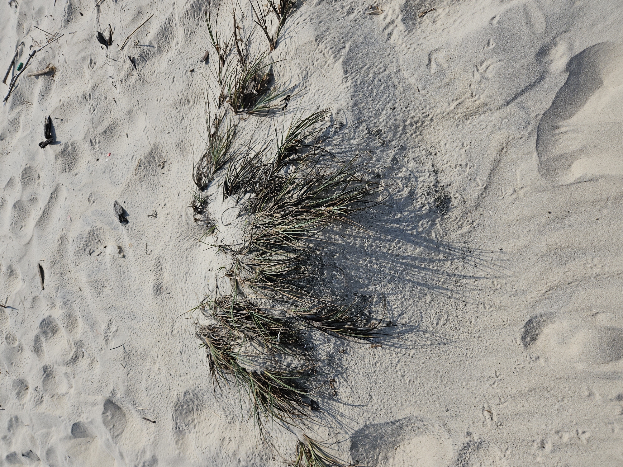 The image shows a patch of dune grass on a sandy surface, likely a beach. The sand is light-colored and shows some texture. The dune grass is green and dry. The location is Bac Cam Ranh Ward, Vietnam. There are no people or animals visible in the scene. The scene is static.