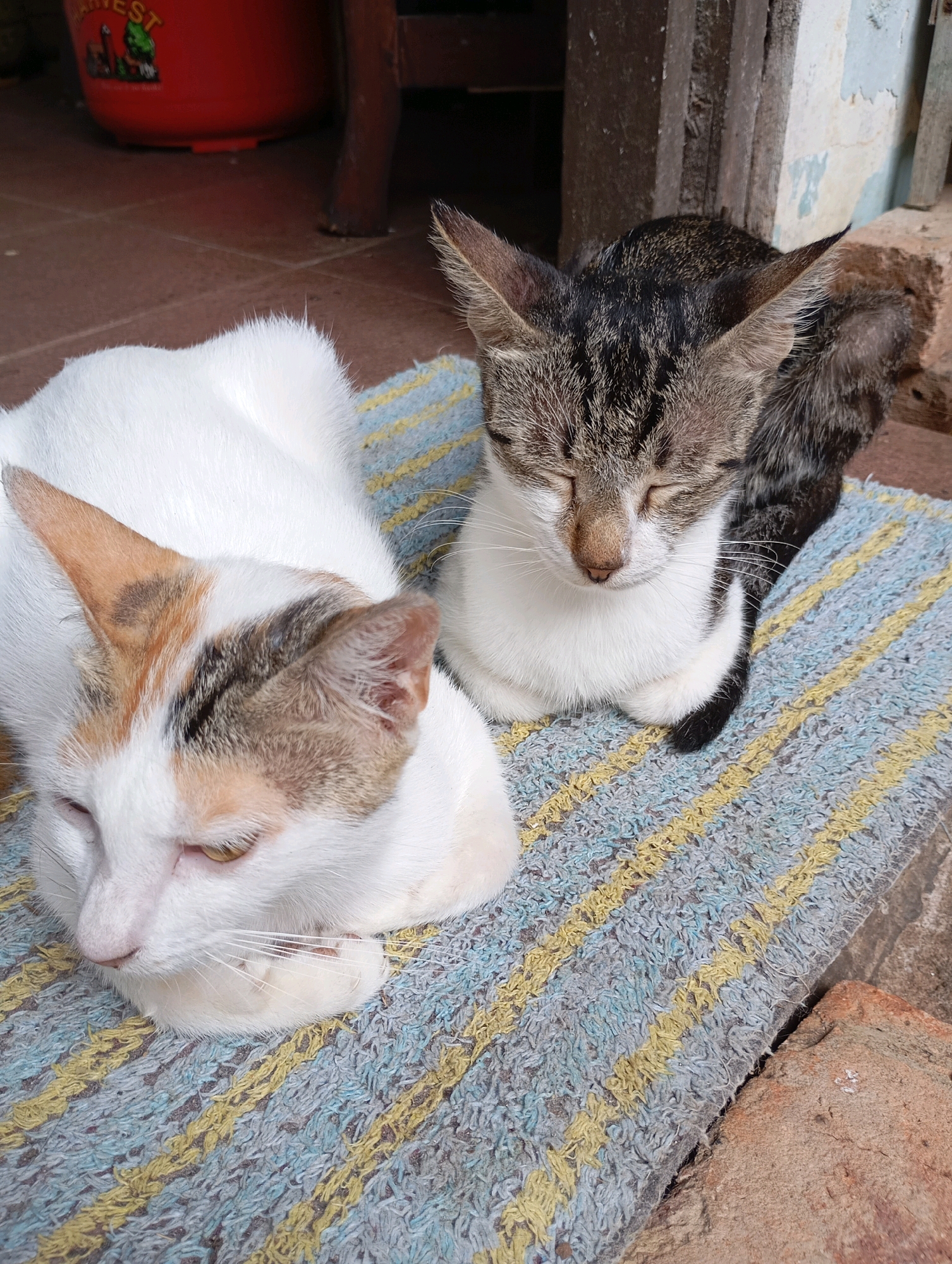 Two domestic cats are resting on a striped mat. The cat in the foreground is predominantly white with patches of tan and black on its head and ears. Its eyes are partially closed, and its gaze is directed downwards. The second cat, positioned behind the first, has a tabby pattern of grey, black, and white fur. It is also resting with its eyes closed. The mat is placed on a concrete surface, likely a pathway or outdoor seating area. In the background, a red bucket with a "Harvest" label and a wooden structure are visible. The overall scene suggests a relaxed, outdoor domestic setting.