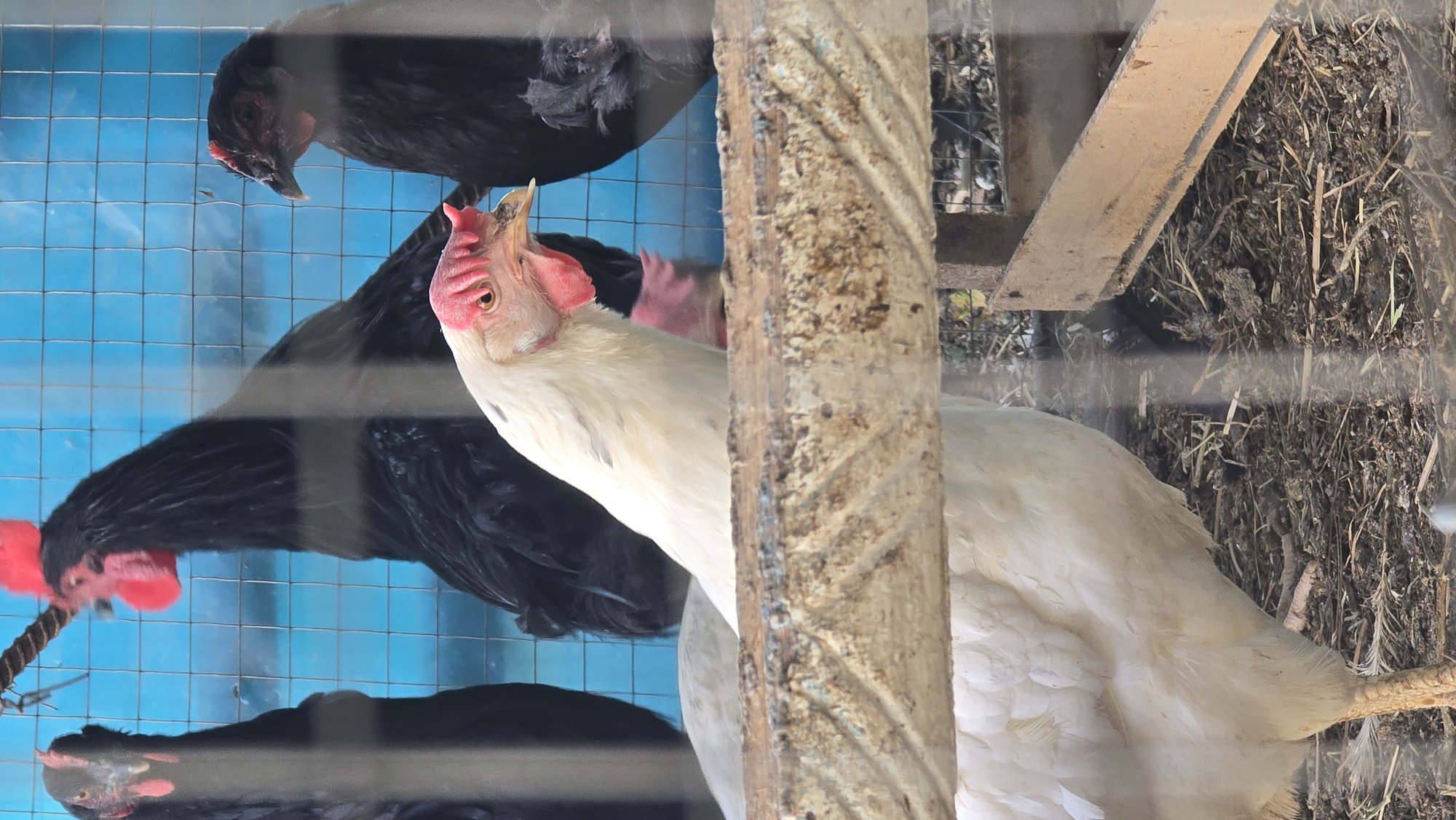 The image captures a group of chickens behind a wire enclosure. The foreground is dominated by a white chicken, its head and upper body clearly visible. Behind it, several black chickens are present, some with red combs. The enclosure has a blue backdrop and a rough wooden perch or feeder in front of the chickens. The ground appears to be covered in straw and dirt. There are no people or identifiable landmarks of Kochubaevo, Kyrgyzstan visible in the image.