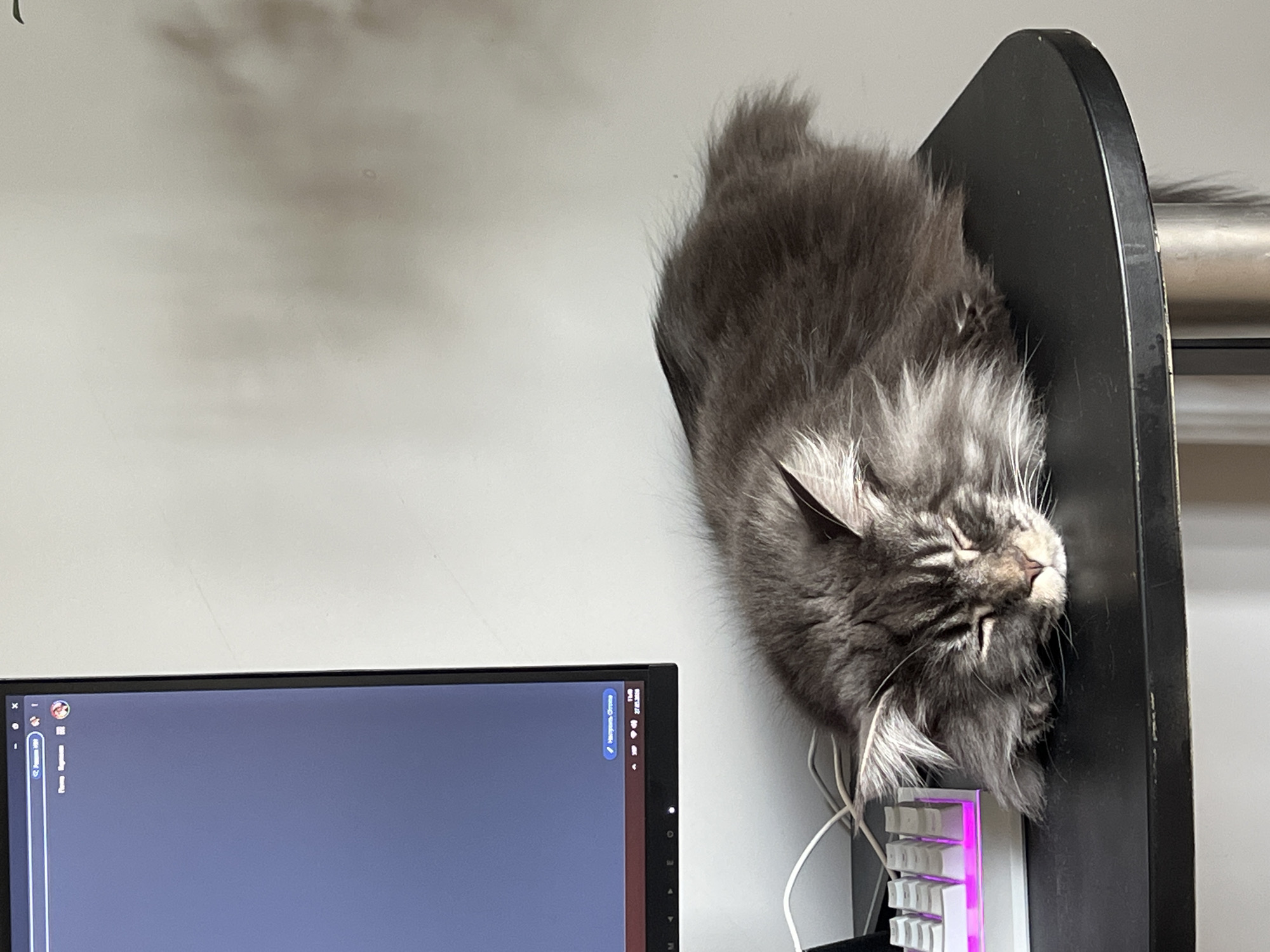 A grey Maine Coon cat is draped over the top of a black computer tower. The cat is lying on its side with its head hanging down, near a white and pink keyboard. A computer monitor is visible on the left of the image. The location is not discernible from this image.