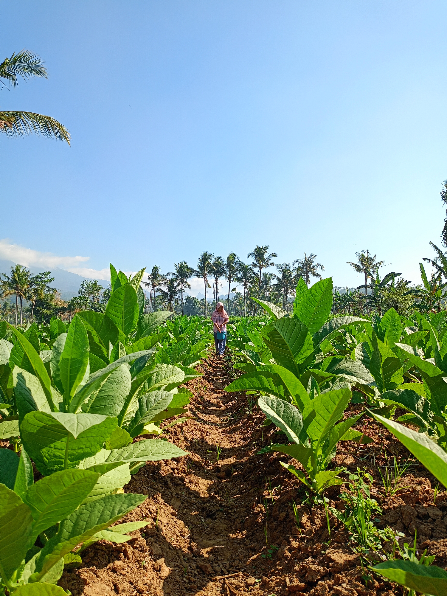 In Panduman, Indonesia, a person wearing a pink and white striped shirt and blue pants walks through a field of tall, green tobacco plants under a clear blue sky. The plants are arranged in neat rows, with rich brown soil visible between them. In the background, a line of palm trees and other lush vegetation stretches across the horizon, with mountains visible in the distance. The sun casts strong shadows, indicating it is likely morning or afternoon.