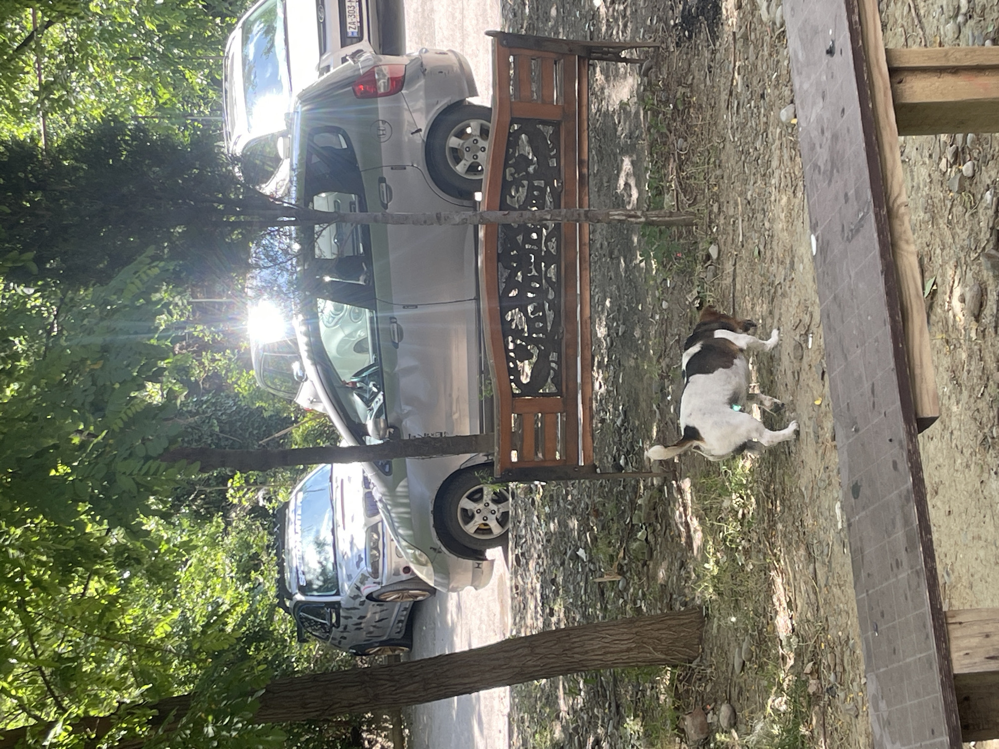 A medium shot captures a serene outdoor scene with parked cars and a dog, likely in Tbilisi, Georgia, given the presence of a ZA 303 NA license plate on a white SUV in the background. In the foreground, a small, short-haired dog, predominantly white with brown patches, is seen sniffing the ground. A rustic wooden bench with an intricately carved backrest is positioned between the dog and a silver car. The environment appears to be a slightly unkempt area with trees, fallen leaves, and scattered pebbles. The presence of multiple vehicles, including a silver hatchback and the white SUV, suggests a parking area or residential street. The lighting indicates it is daytime, with dappled sunlight filtering through the trees.