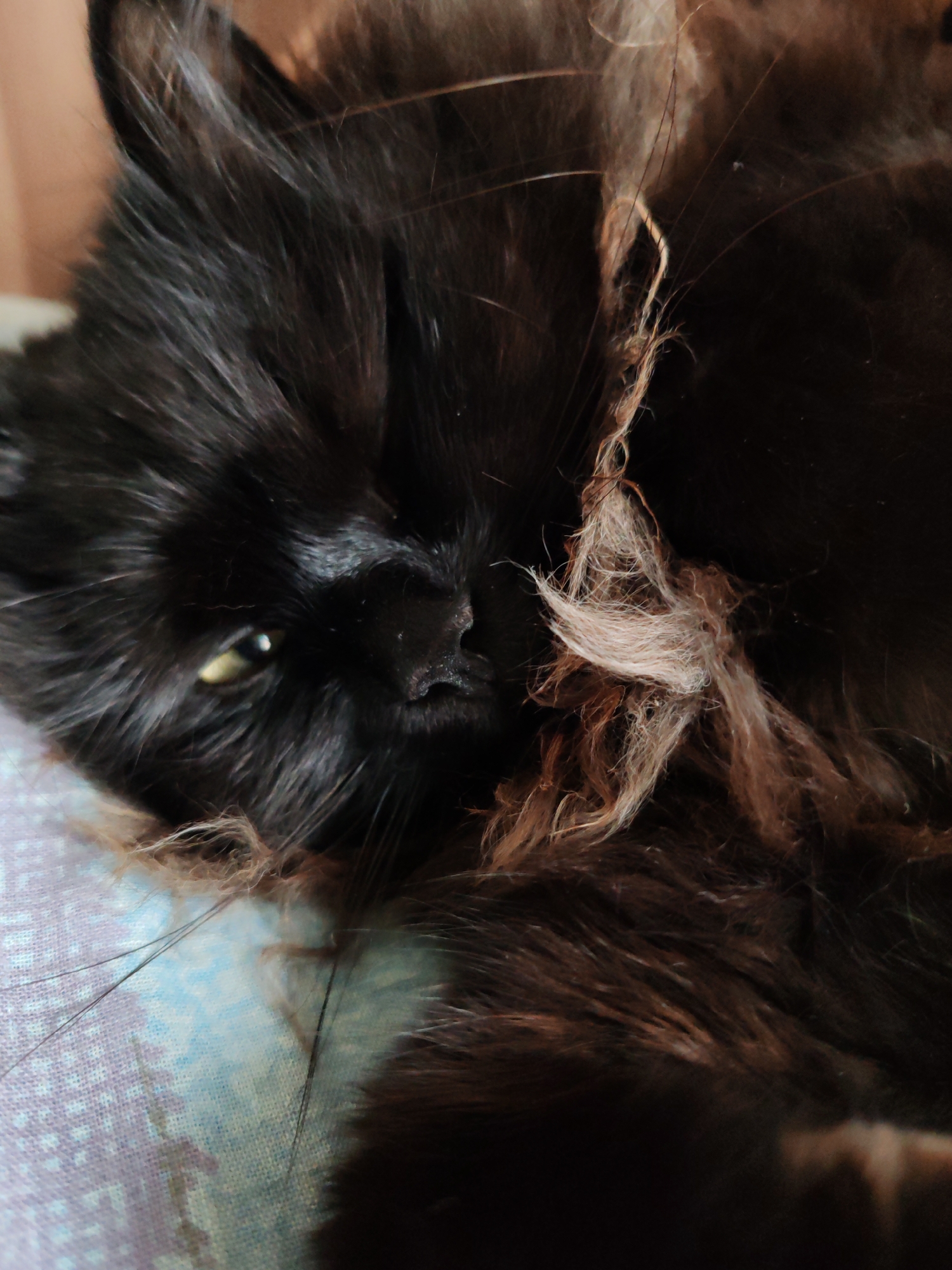 A close-up, horizontal shot captures a long-haired black cat resting. The cat's head is slightly turned, with one striking yellow-green eye visible, looking directly at the viewer with a calm expression. Its black nose is also clearly seen.
The cat's fur is predominantly dark black, dense, and appears soft, but there are distinct patches of lighter, brownish-beige fur, possibly undercoat or matted fur, tangled around its neck and side. Some long whiskers extend from its muzzle. The cat appears to be relaxing indoors, lying on a patterned fabric, likely a blanket or cushion, which features shades of light blue and purple. The ambient lighting suggests it is daytime. The location is Чухлэм, Russia. There is no visible text.