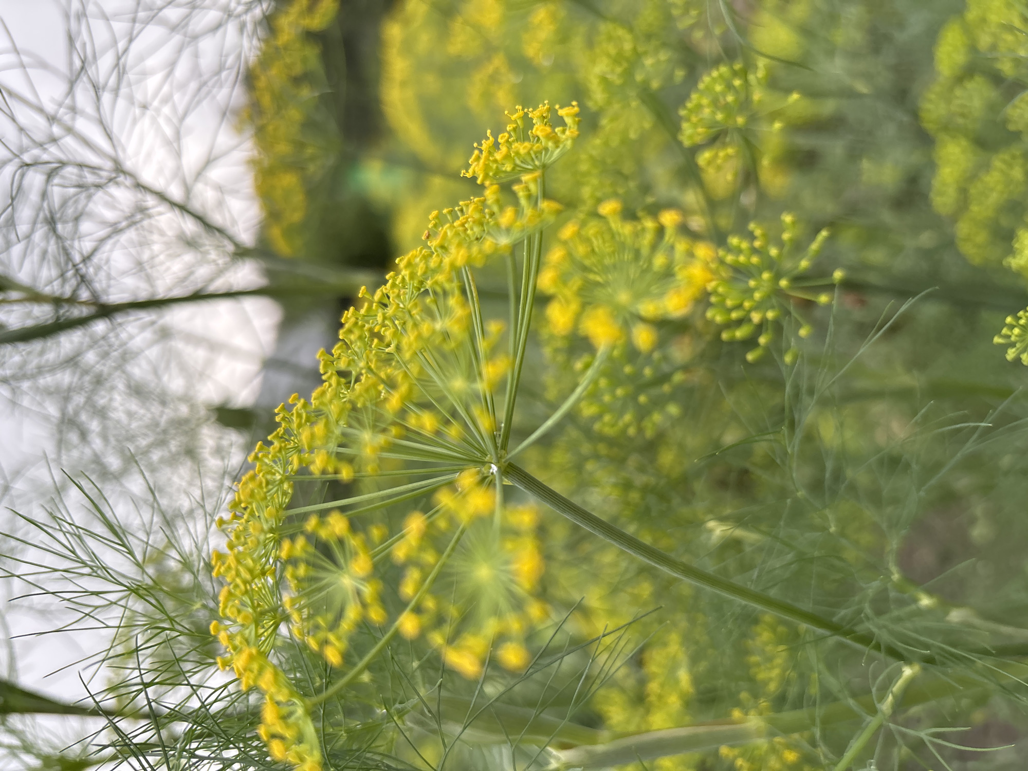 The image shows a close-up view of dill flowers in bloom. The bright yellow flowers are clustered together on thin green stems, with delicate, feathery green leaves surrounding them. The background is out of focus, showing more dill plants and a cloudy sky. There are no people or animals visible in the image. The scene appears to be a garden or field. The image does not provide any information about the city of Gonja, Russia.