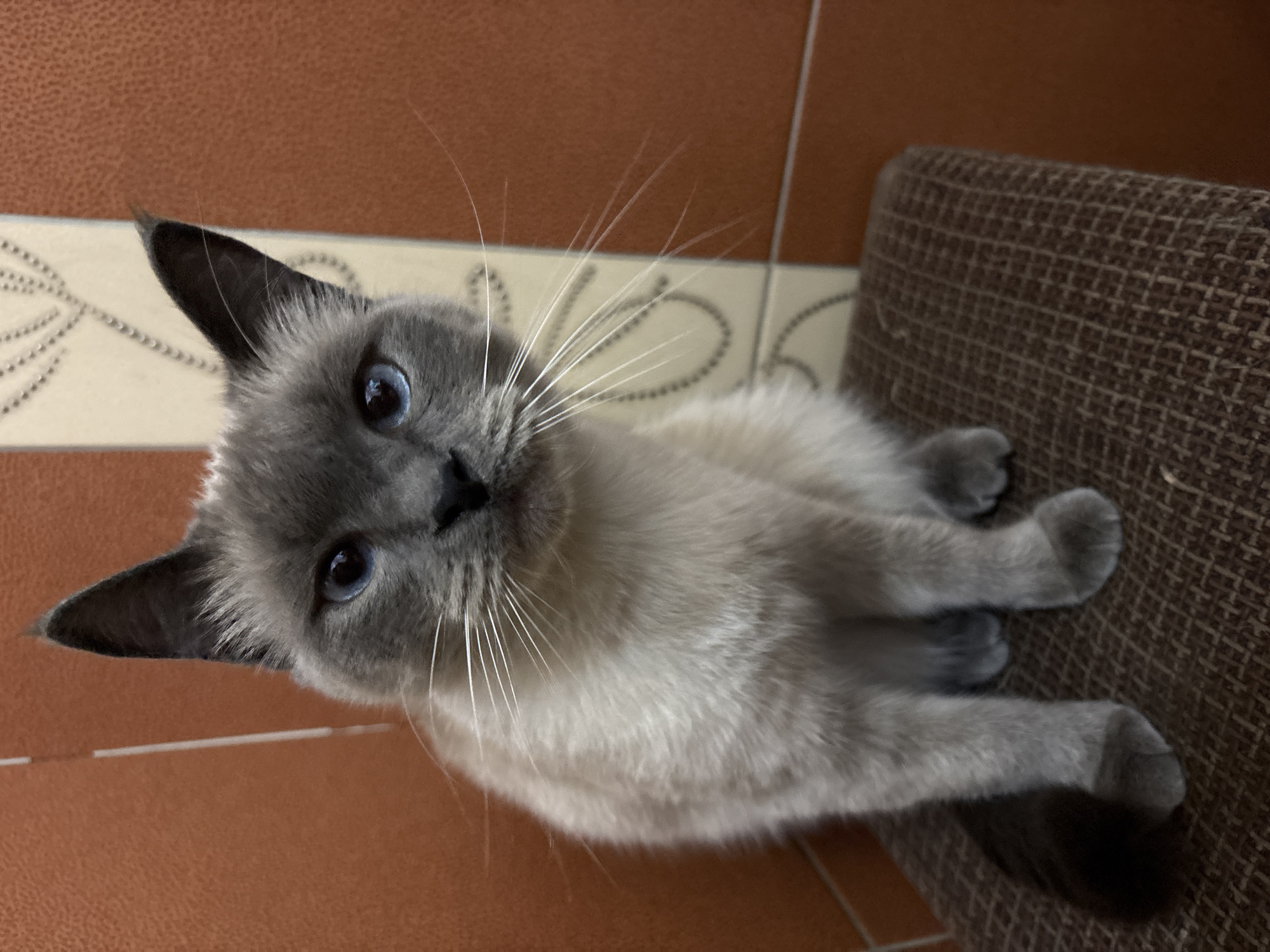 A Siamese cat with blue eyes and grey and cream fur is sitting on a brown patterned stool. The cat is facing the camera, with its head tilted slightly to the left. Its tail is curled around its left side. The background consists of a textured orange wall and a cream-colored vertical panel with a decorative pattern. The scene appears to be indoors, in a domestic setting.