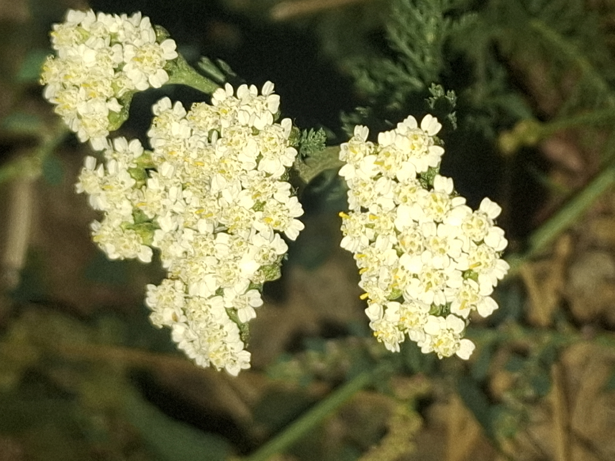 The image shows a close-up view of two clusters of small, white flowers with yellow centers. The flowers are clustered tightly together and appear to be on a green stem. The background is out of focus, with a mix of dark green foliage and brown earthy tones, suggesting an outdoor natural setting. There is no indication of a specific location in the city of Almaty, Kazakhstan, or any people, actions, or interactions.