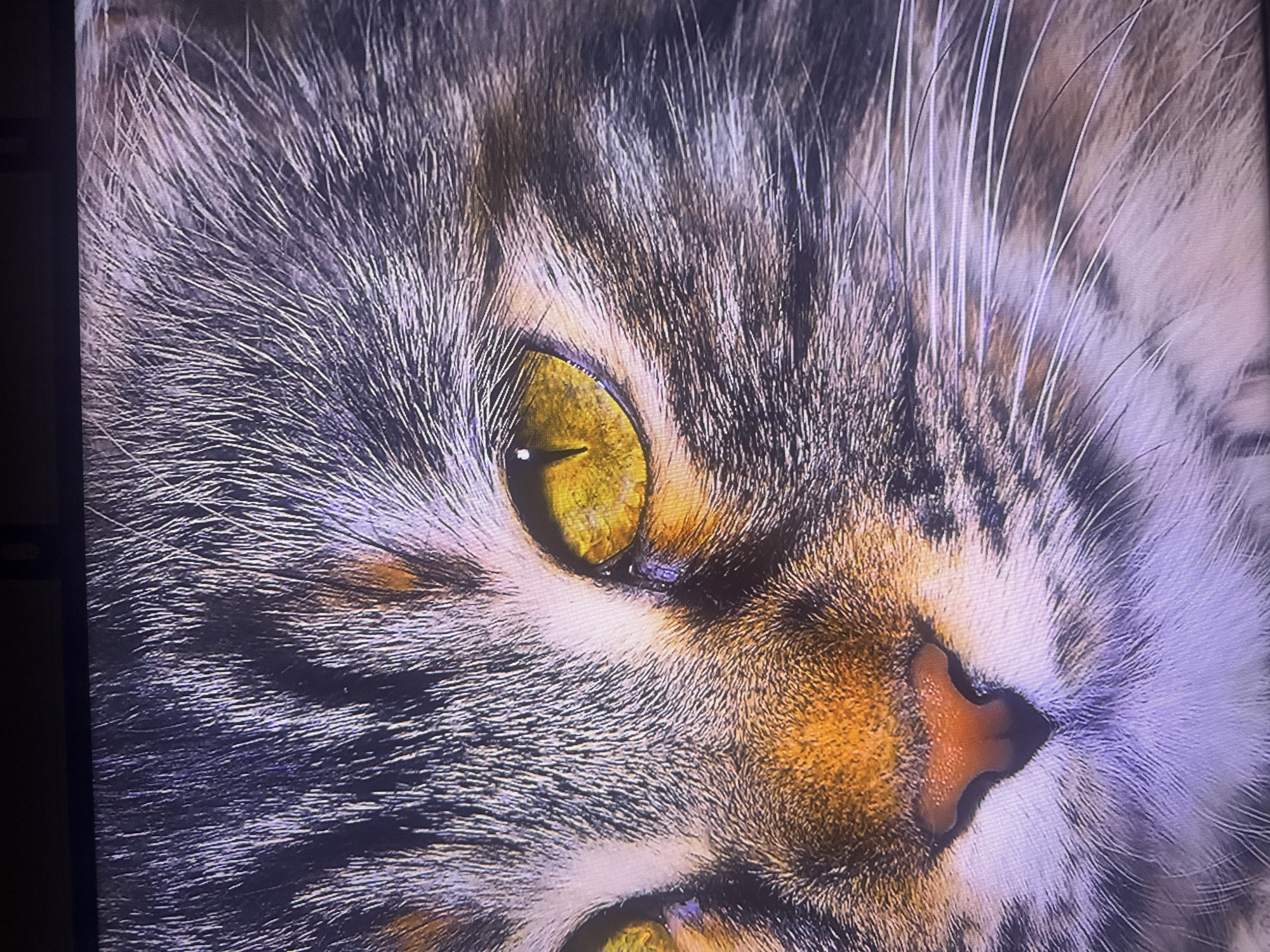 The image is a close-up of a cat's face. The cat has yellow eyes, a pink nose, and multi-colored fur with black, brown, and white hues. The fur is long and appears soft. No location information is available.