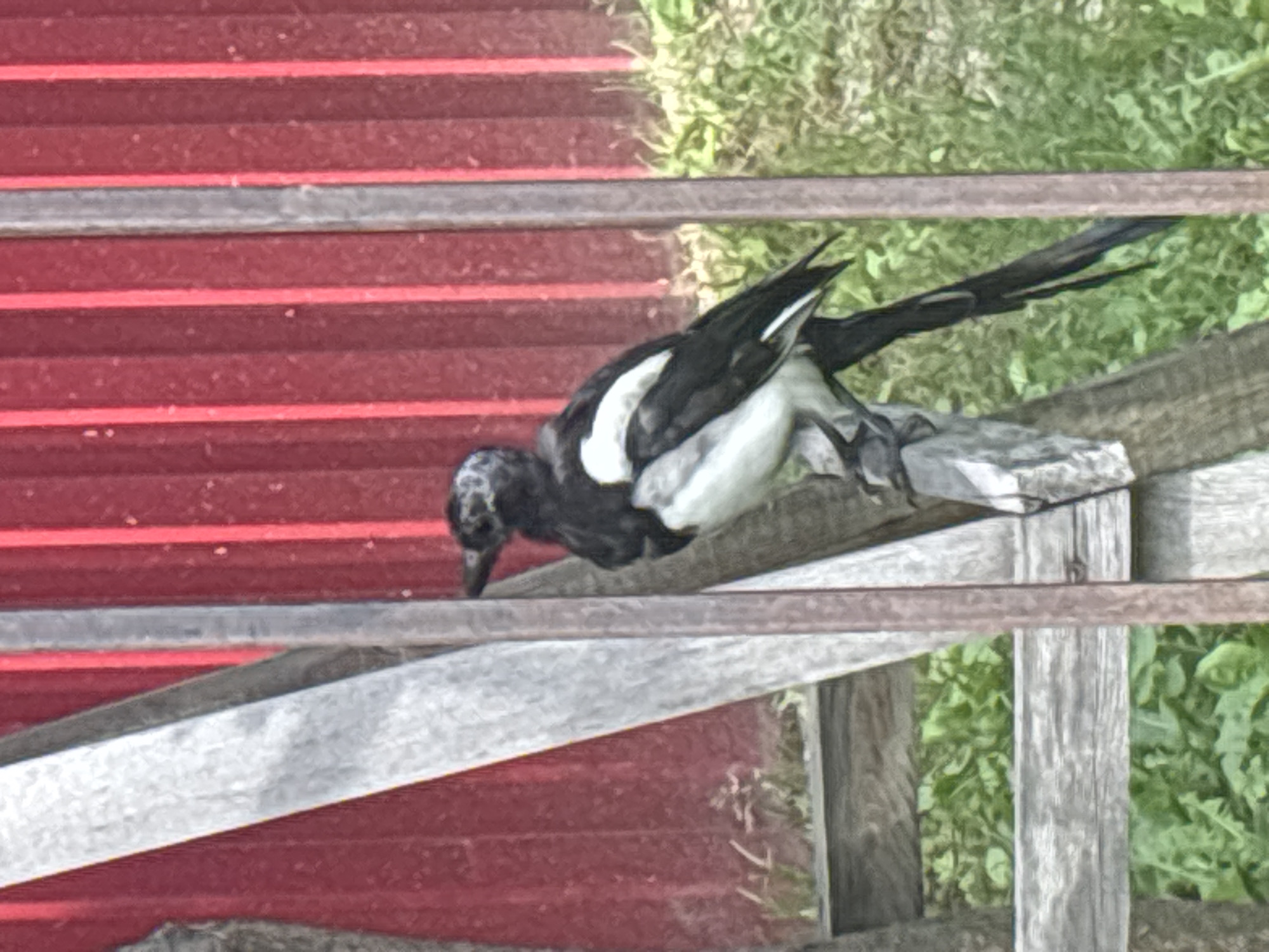 A black and white bird, likely a magpie, is perched on a piece of wood. The bird has black feathers on its head, back, and tail, with white on its chest and wings. It is facing to the left and appears to be looking down. The background consists of a red corrugated metal fence and green foliage, suggesting an outdoor setting. There are also wooden structures that resemble parts of a ladder or fence. The scene appears to be in a backyard or garden area. The lighting suggests it is daytime, and the overall image quality is slightly blurry.