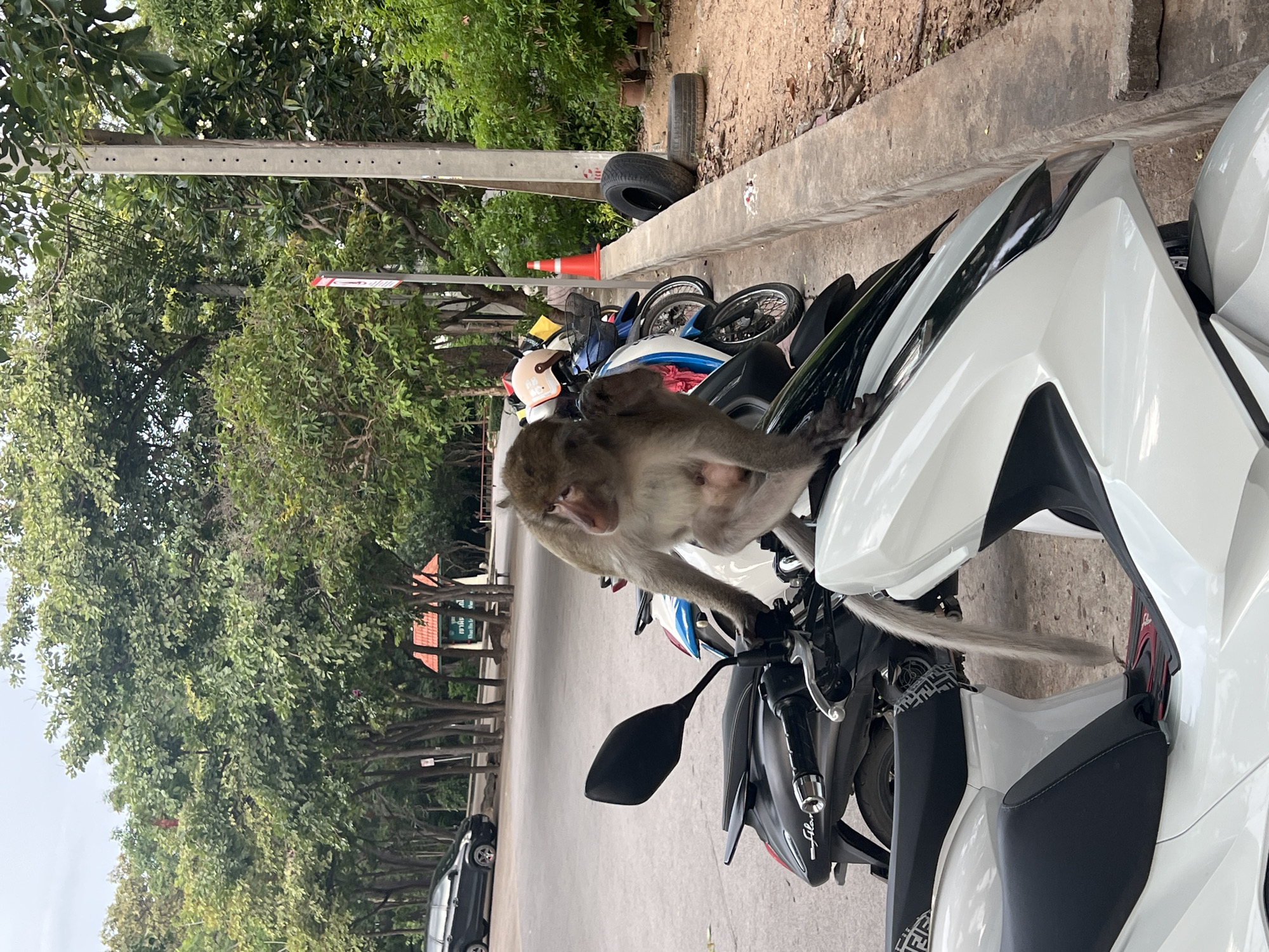 A monkey is perched on the front of a white scooter, with its right hand touching its ear. The monkey is light brown with a pink face and appears to be grooming itself. The scooter is parked next to other motorbikes and a black car, suggesting an outdoor parking area. In the background, there are trees, a concrete pole, and a small red-roofed structure. The scene is set in Hua Hin City Municipality, Thailand.