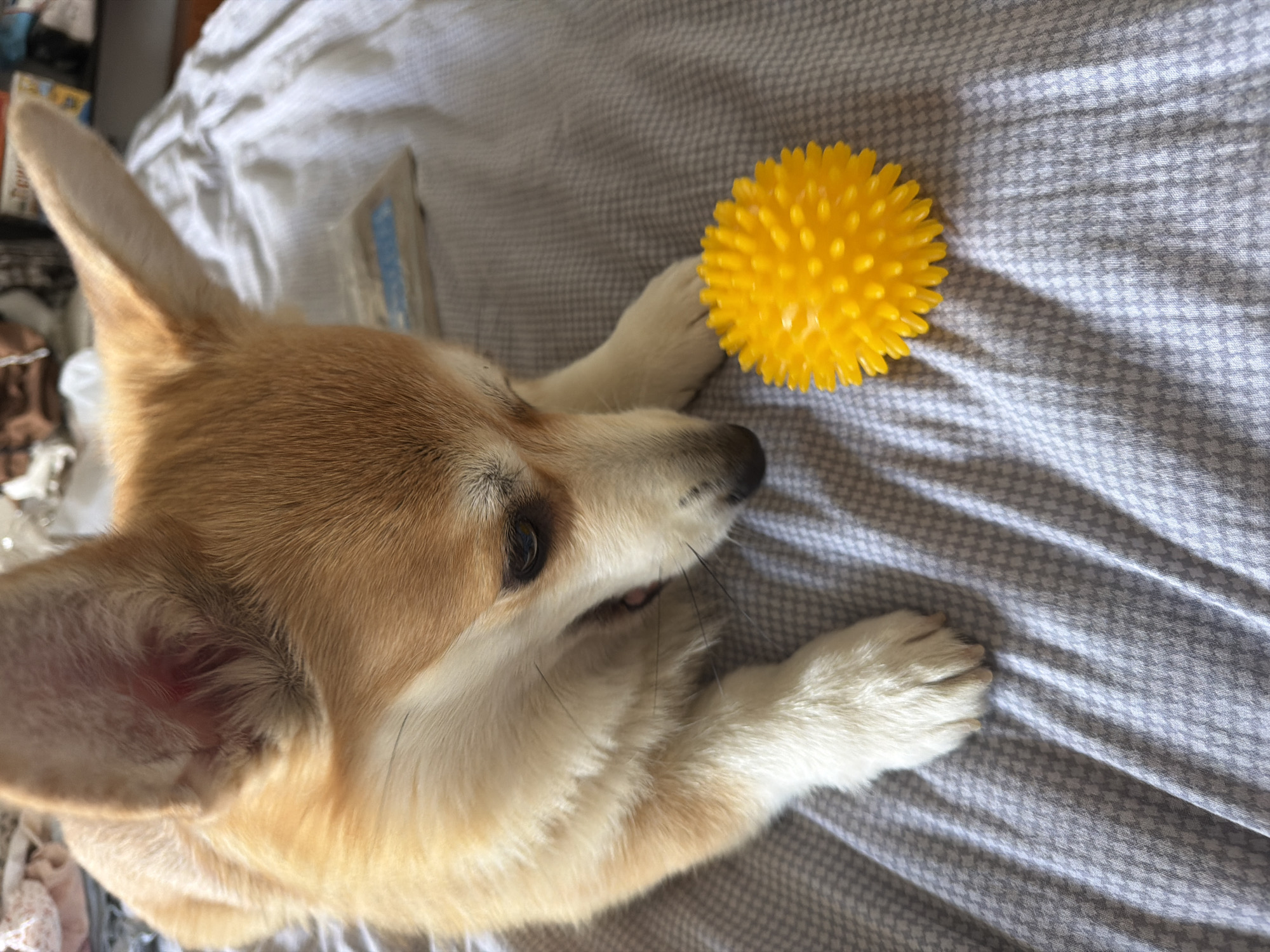 A tan and white corgi lies on a grey and white patterned bedspread. The corgi is lying on its side with its head near a yellow, spiked ball. The dog's eyes are closed. The location is unspecified, and there is no indication of Chaikovsky, Russia.