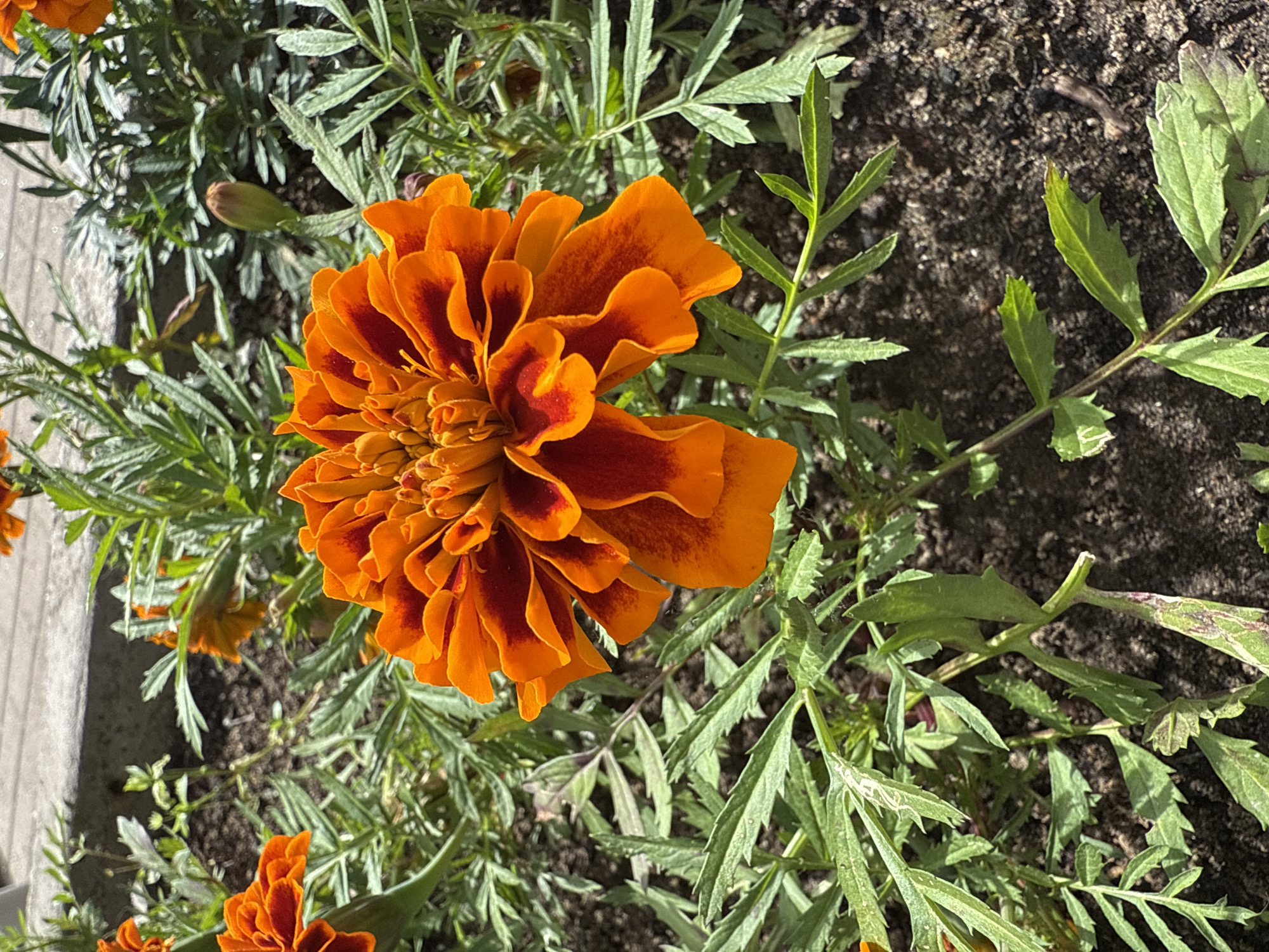 This media file is a top-down, close-up shot of orange and red marigolds with green foliage, set against a backdrop of dark soil. The flowers are the primary subjects, with one large, fully bloomed marigold dominating the center-right of the frame. Its petals are a vibrant orange, with darker red-brown centers and edges, creating a layered, ruffled effect. Smaller marigold blooms and buds are visible in the foreground and background, suggesting a garden or planter. The leaves are finely serrated and a healthy green, with some showing signs of minor damage or browning on the tips.
The lighting suggests a bright, sunny day, indicated by the strong shadows cast on the soil and the highlights on the flower petals. The time of day is likely midday or afternoon. There are no people, text, or specific event cues visible. The setting appears to be outdoors, possibly a garden bed or a pot, given the soil and the growth of the plants. The location context provided is Saint Petersburg, Russia, which, while not directly discernible from the image itself, adds a layer of environmental understanding, implying the marigolds are suited to the climate of that region. The overall mood is natural and vibrant, focusing on the beauty and detail of the flowers.