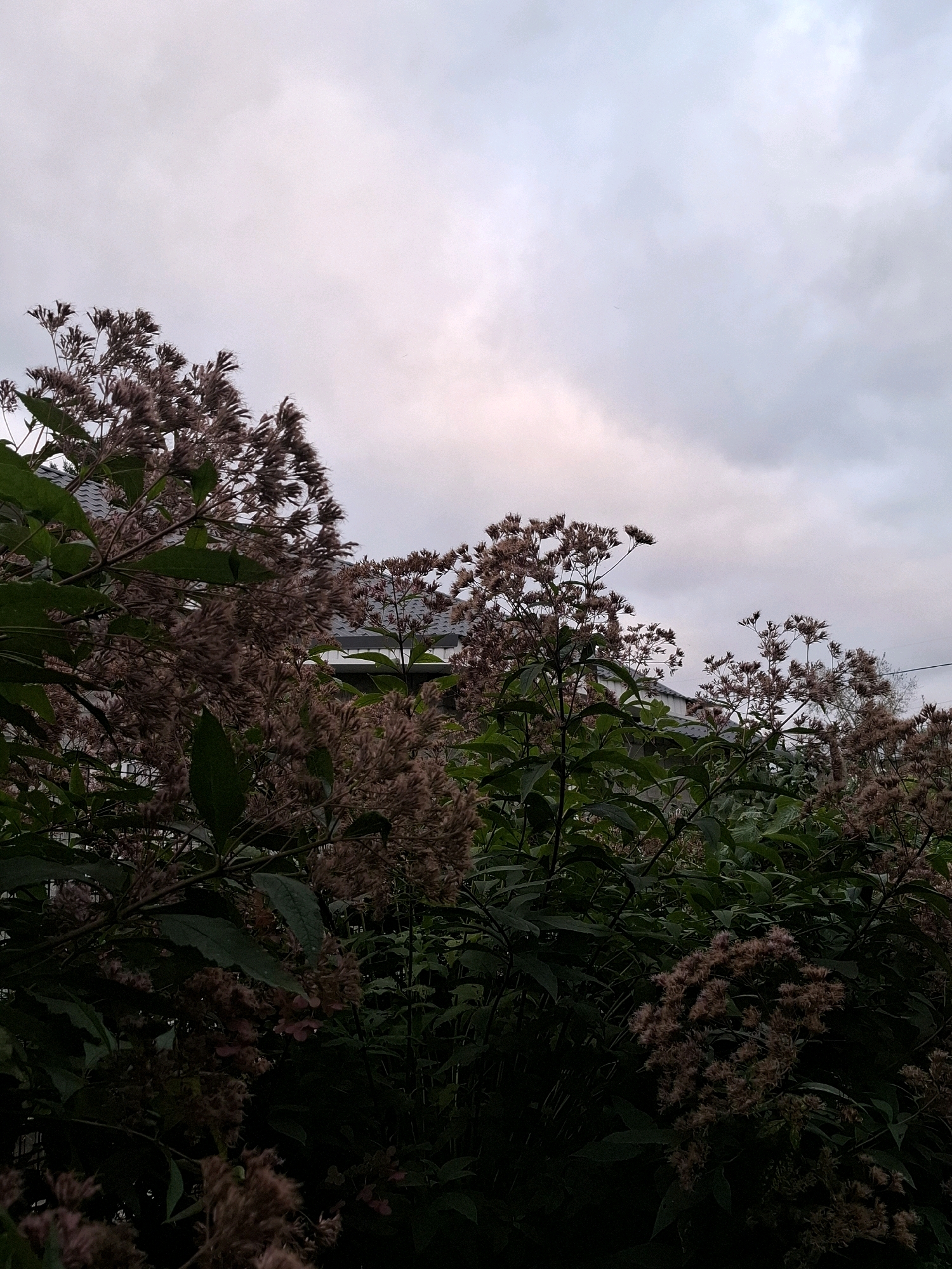 The image depicts a cluster of wilting, seed-bearing flowers in the foreground, with lush green foliage. Behind the plants, a portion of a building's roof, covered in dark shingles, is visible. The sky above is overcast with a muted, cloudy texture, hinting at twilight or an impending storm. The scene is likely situated in an outdoor setting, possibly a garden or park, within the city of Tyumen, Russia. No people or specific actions are evident. The overall atmosphere is serene and slightly melancholic due to the overcast sky and the appearance of the dried flowers.