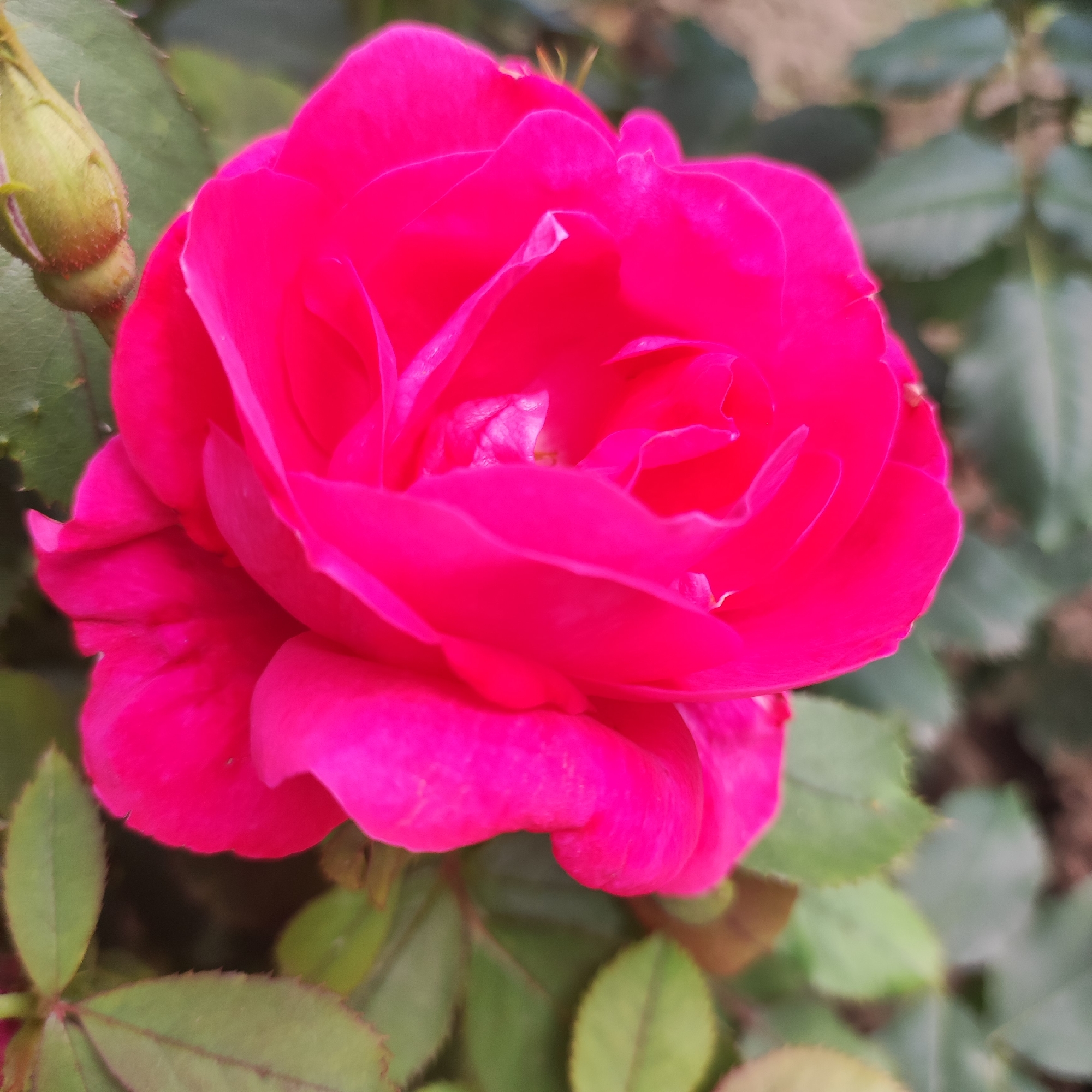 A close-up, slightly angled, full-shot photograph captures a vibrant magenta rose in bloom. The rose occupies the majority of the frame, with its petals unfurled and layered, revealing delicate textures and subtle variations in color. To the left of the rose, a small, unopened green bud is visible, partially obscured by leaves. The background consists of blurred green rose leaves and a hint of brown earth, suggesting an outdoor garden setting. The lighting appears to be natural daylight, casting soft shadows and highlighting the sheen on the rose petals. The image does not contain any people, specific landmarks, or identifiable objects that would indicate a particular location within the city of Navoloki, Russia. The scene is purely a detailed study of the rose and its immediate surroundings.