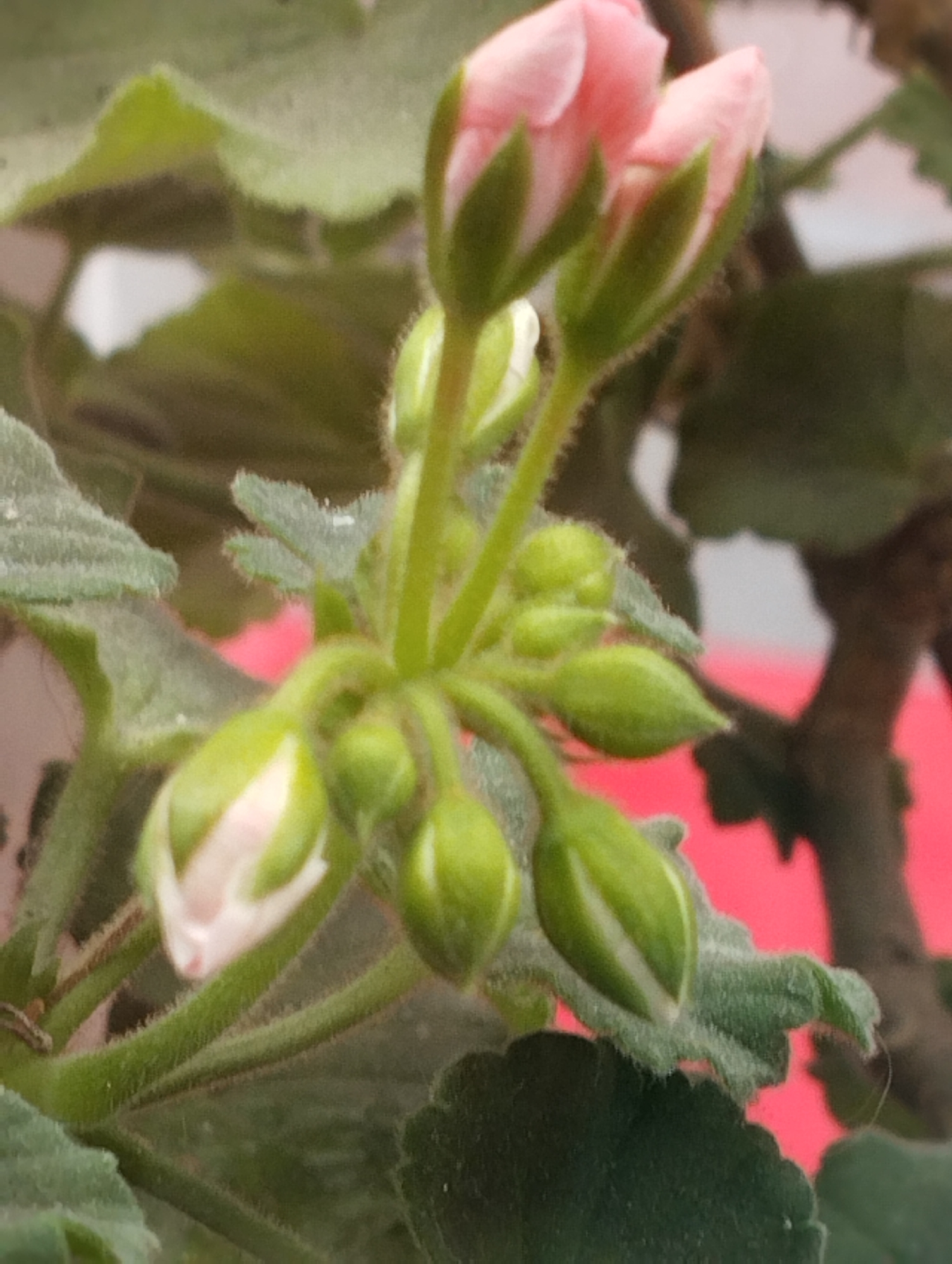 A close-up, low-angle shot captures a cluster of pink geranium flower buds and developing seed pods against a backdrop of green leaves and a blurred bright pink surface. The foreground shows the fuzzy green stems and leaves of the plant, with several buds in various stages of development. Some buds are tightly closed and green, while others show hints of pink petals emerging. The top of the image features two fully formed pink flower buds, their delicate petals visible. The background is a soft blur of green foliage and a vibrant pink color, suggesting the plant is in a garden or a well-lit indoor space. The image was taken in Istanbul, Turkey, likely in a botanical garden or a private garden within the city. No people are visible in the image, and the focus is entirely on the botanical subject.